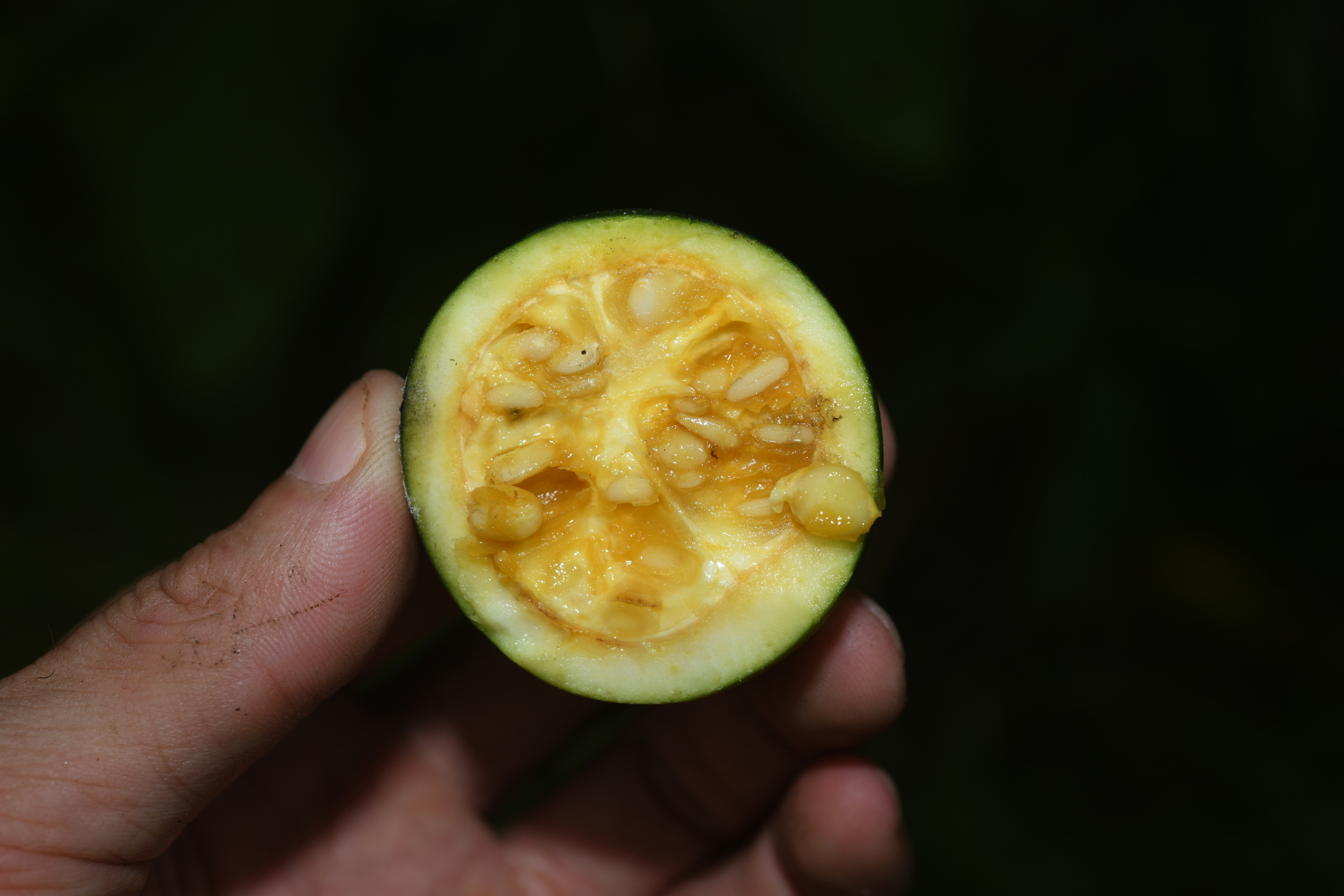 Tocoyena formosa (Cham. & Schltdl.) K.Schum. - Photo Bivouac Naturaliste