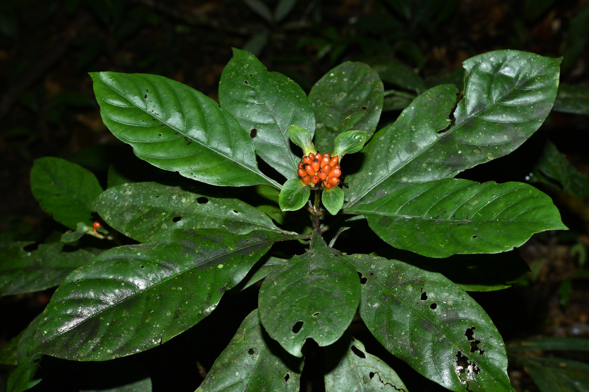 Carapichea galbaoensis (Steyerm.) O.Lachenaud & Delprete - Photo Bivouac Naturaliste
