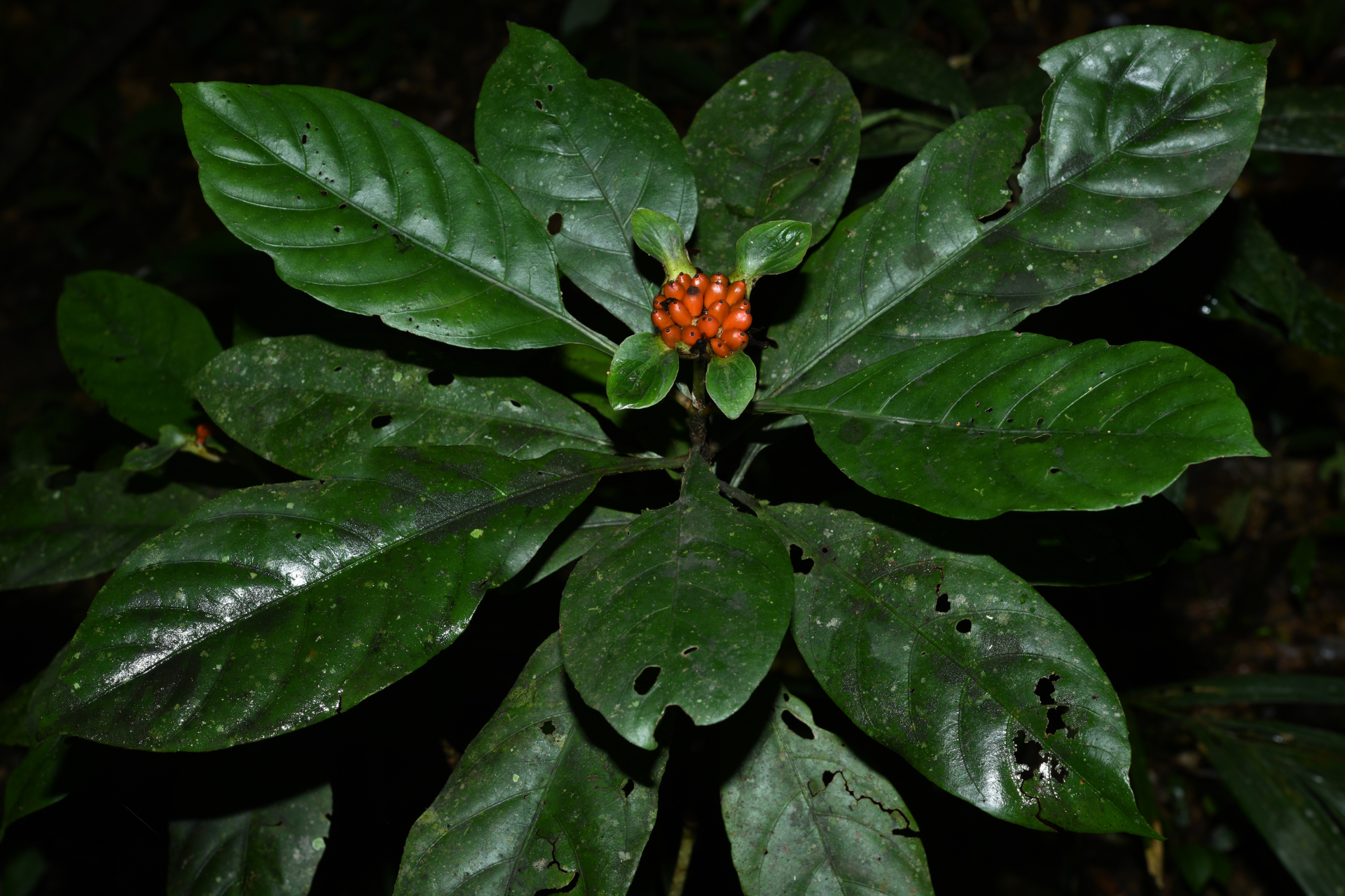 Carapichea galbaoensis (Steyerm.) O.Lachenaud & Delprete - Photo Bivouac Naturaliste