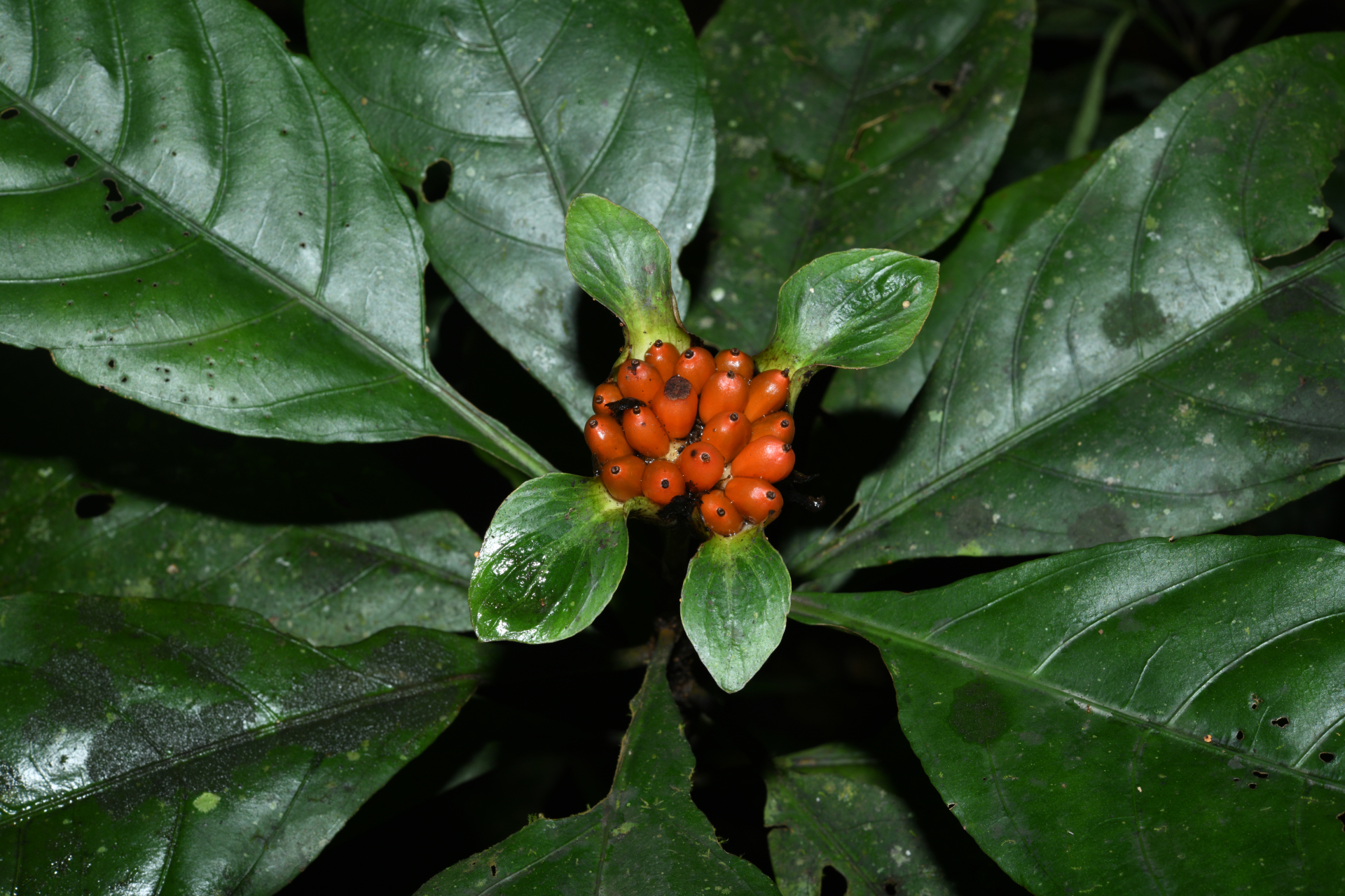 Carapichea galbaoensis (Steyerm.) O.Lachenaud & Delprete - Photo Bivouac Naturaliste
