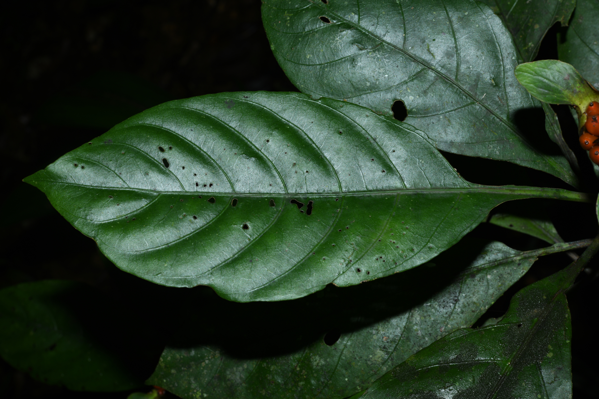 Carapichea galbaoensis (Steyerm.) O.Lachenaud & Delprete - Photo Bivouac Naturaliste