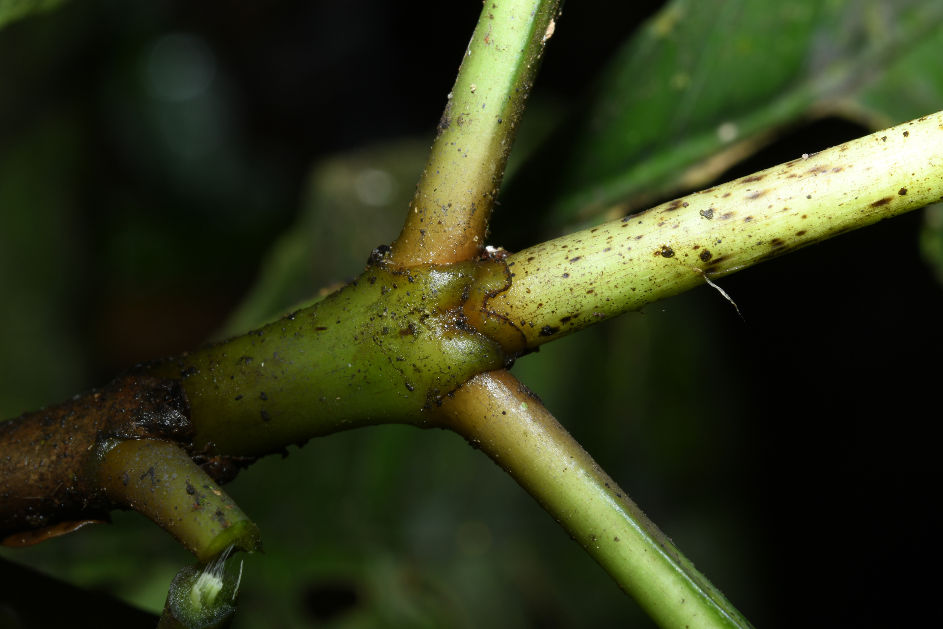 Carapichea galbaoensis (Steyerm.) O.Lachenaud & Delprete - Photo Bivouac Naturaliste
