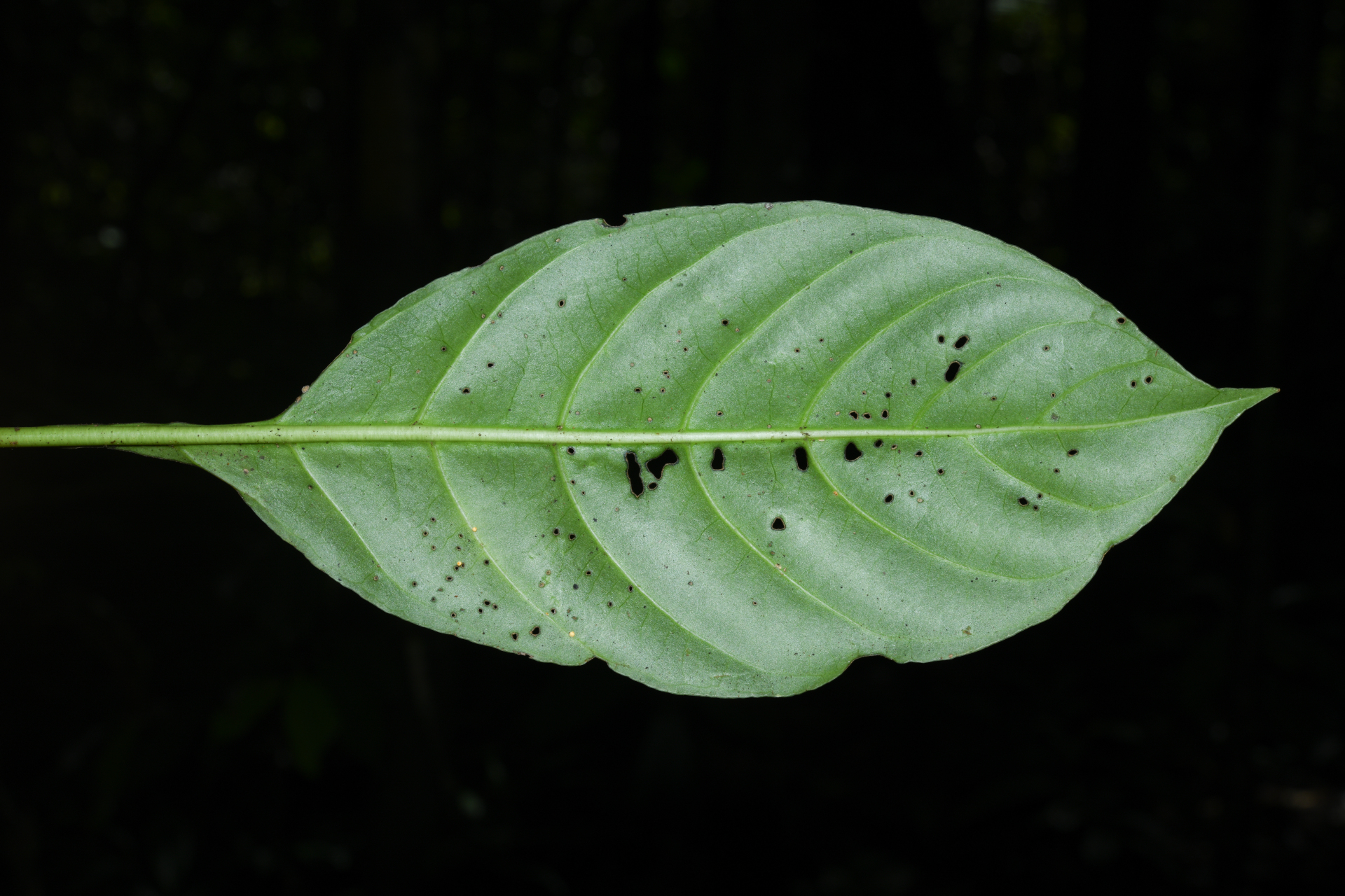 Carapichea galbaoensis (Steyerm.) O.Lachenaud & Delprete - Photo Bivouac Naturaliste