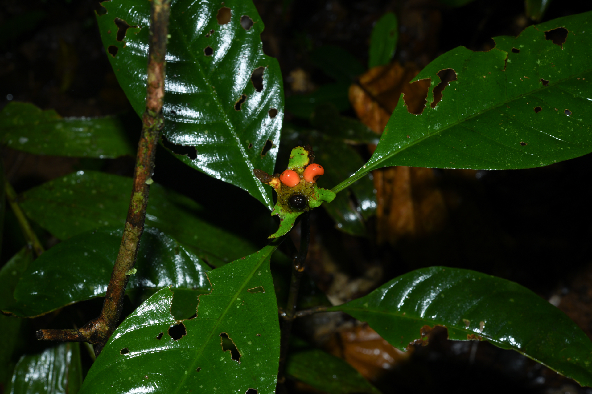 Carapichea galbaoensis (Steyerm.) O.Lachenaud & Delprete - Photo Bivouac Naturaliste