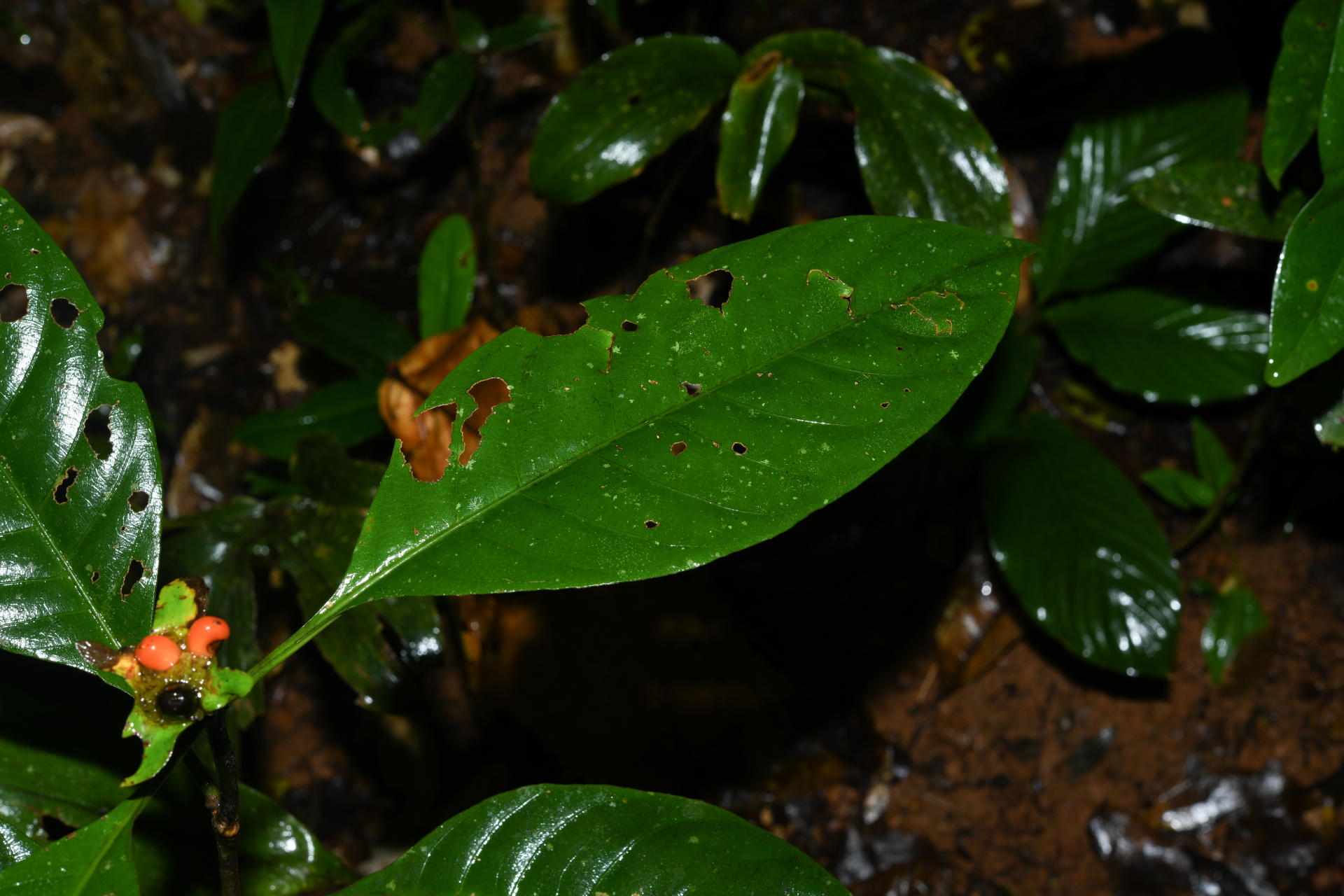 Carapichea galbaoensis (Steyerm.) O.Lachenaud & Delprete - Photo Bivouac Naturaliste