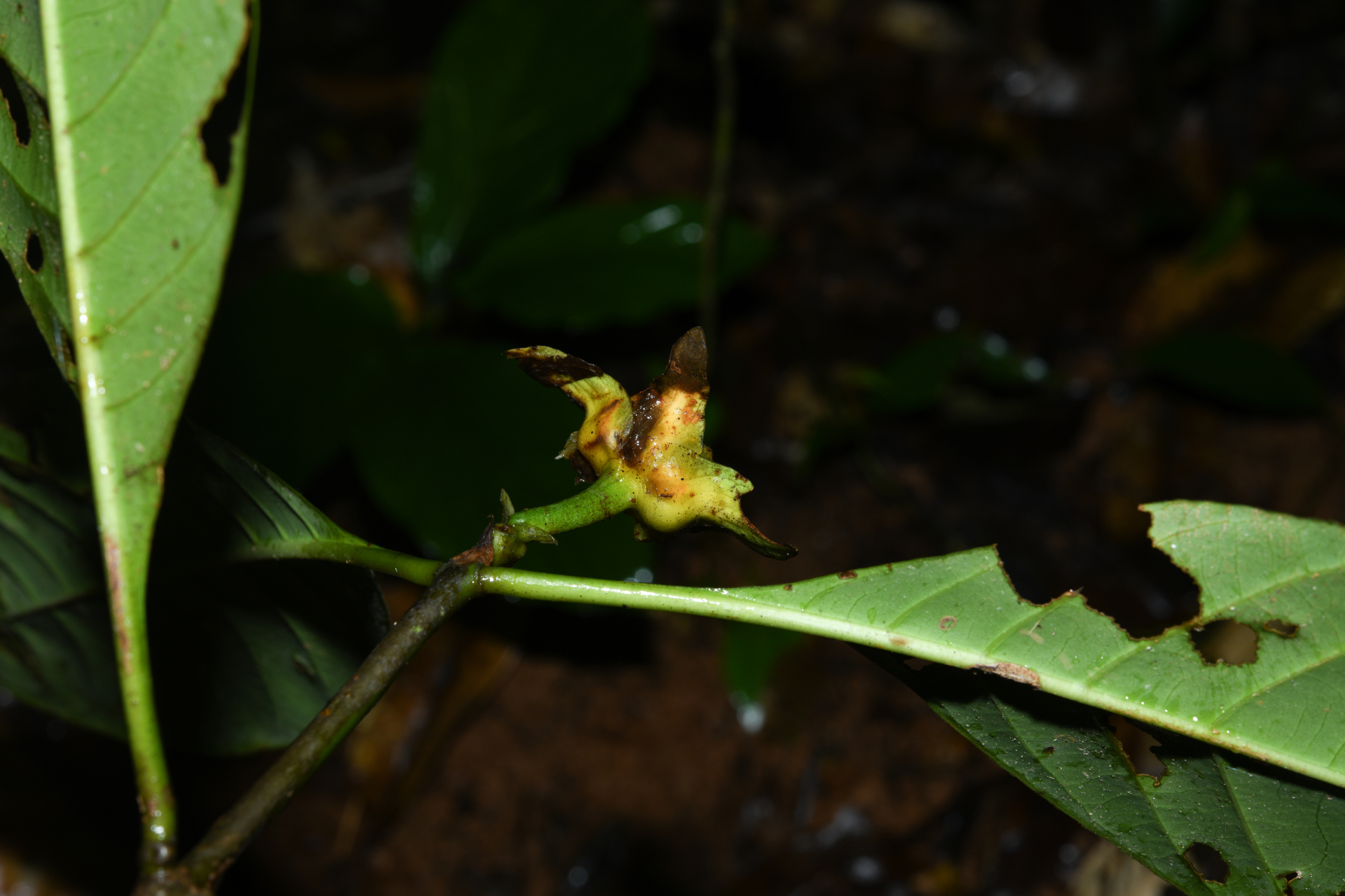 Carapichea galbaoensis (Steyerm.) O.Lachenaud & Delprete - Photo Bivouac Naturaliste