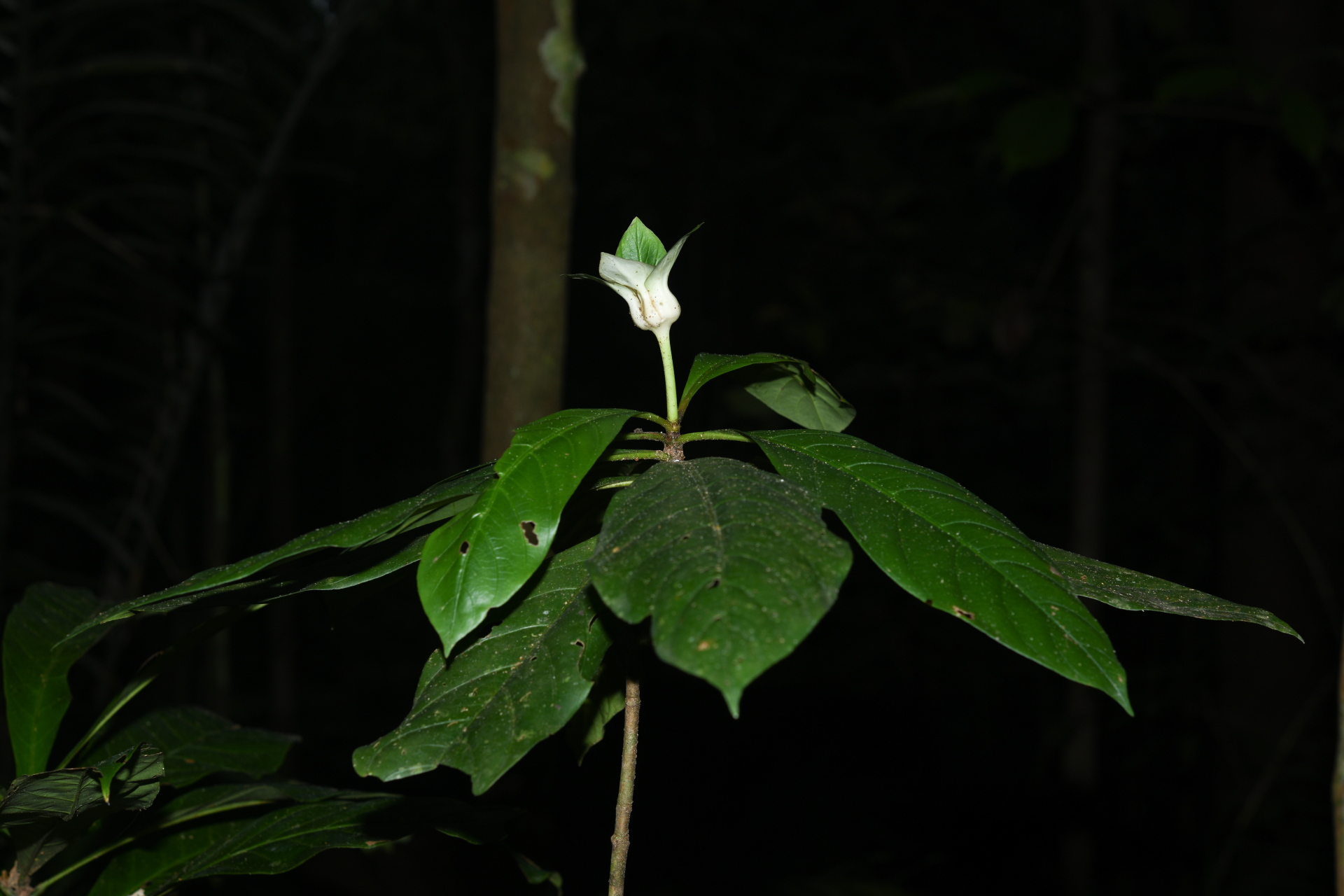 Carapichea galbaoensis (Steyerm.) O.Lachenaud & Delprete - Photo Bivouac Naturaliste