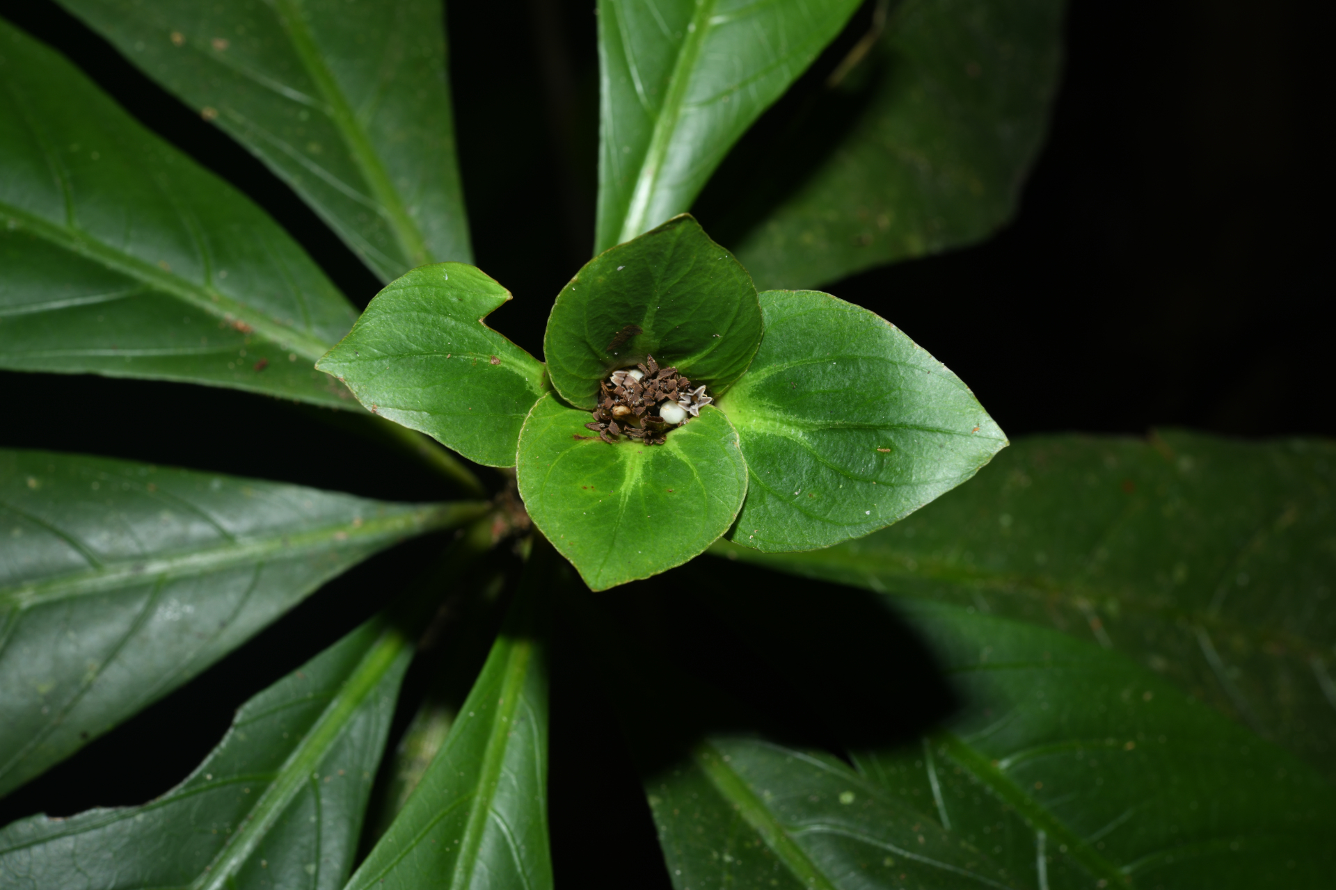 Carapichea galbaoensis (Steyerm.) O.Lachenaud & Delprete - Photo Bivouac Naturaliste