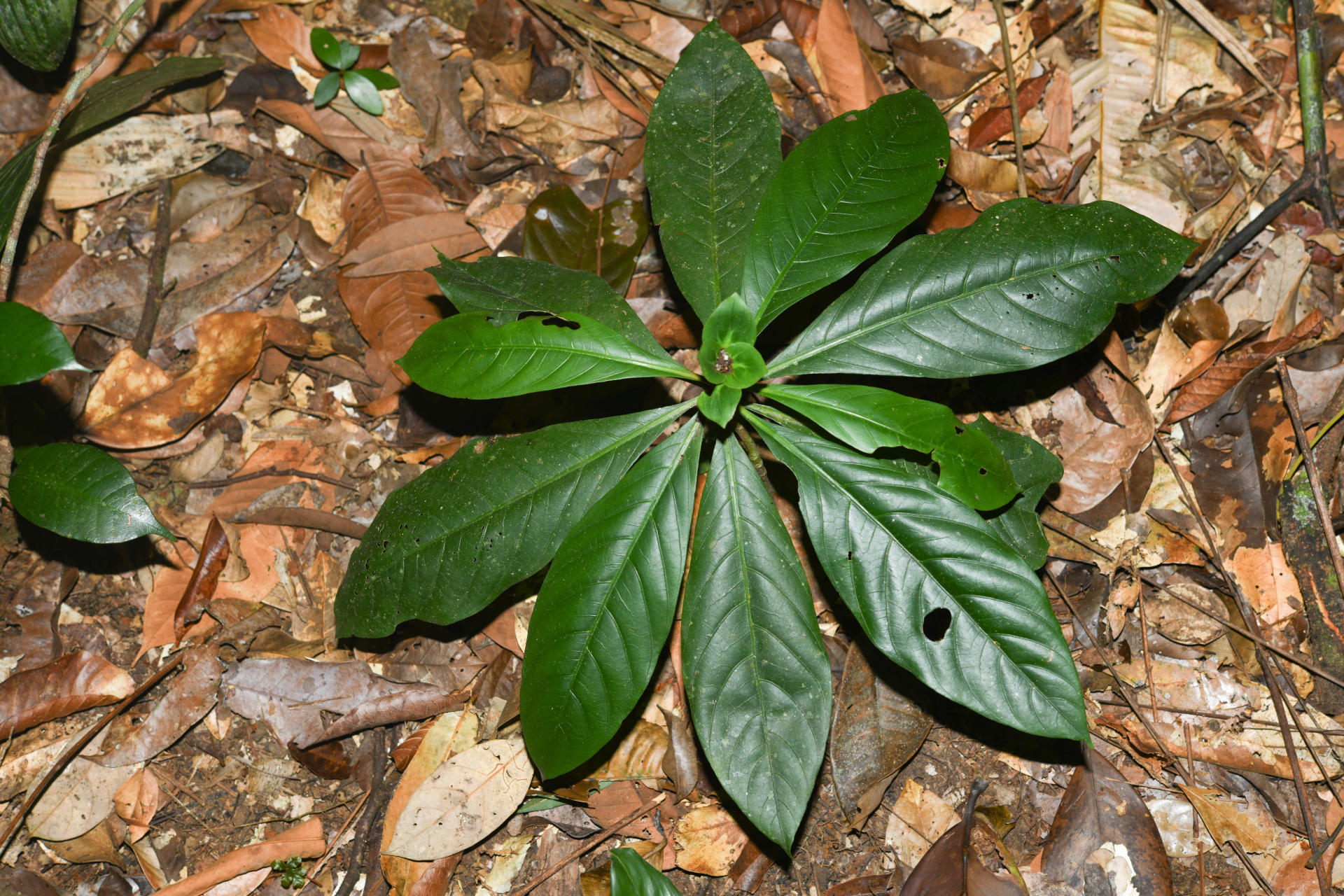 Carapichea galbaoensis (Steyerm.) O.Lachenaud & Delprete - Photo Bivouac Naturaliste