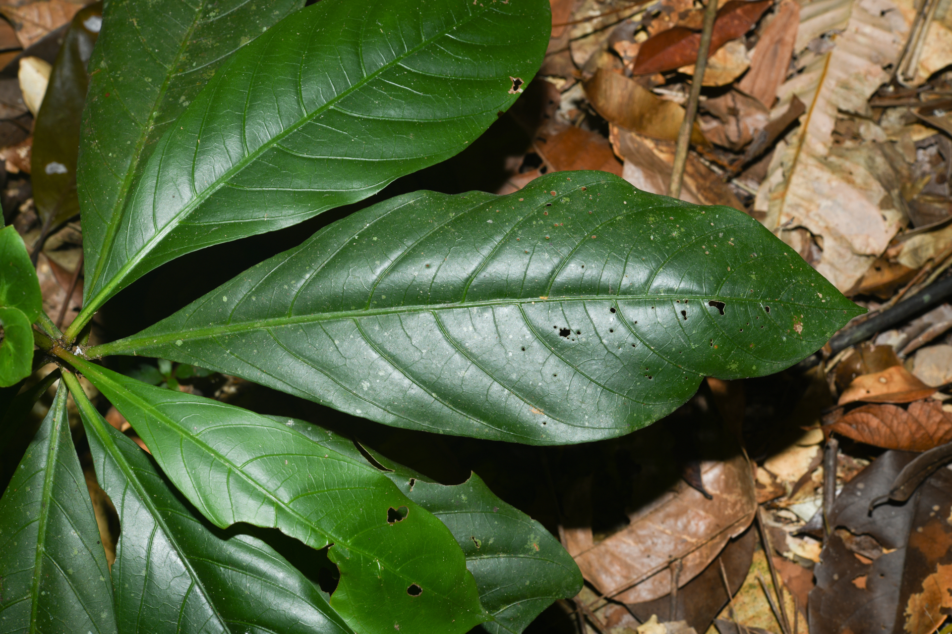 Carapichea galbaoensis (Steyerm.) O.Lachenaud & Delprete - Photo Bivouac Naturaliste
