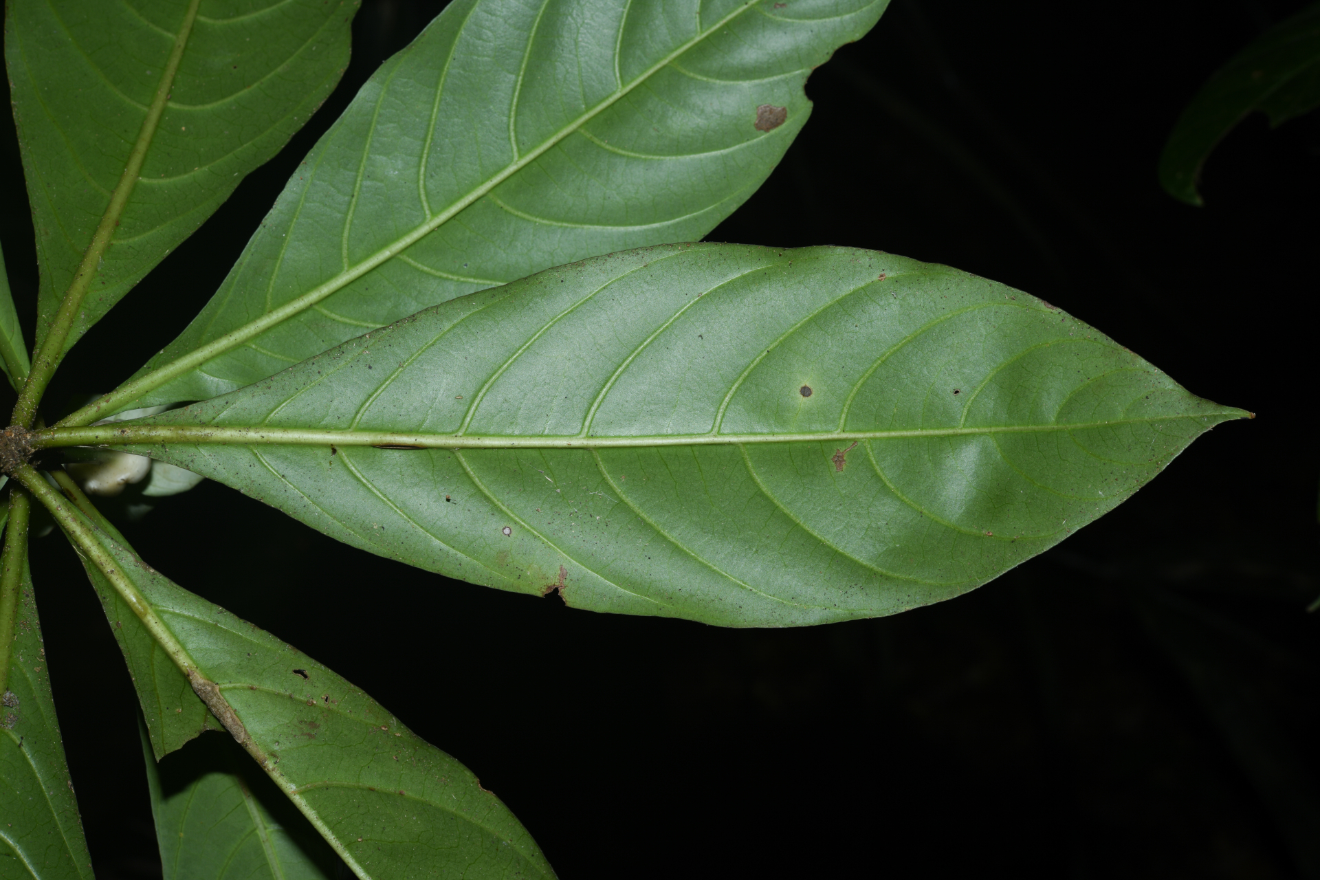 Carapichea galbaoensis (Steyerm.) O.Lachenaud & Delprete - Photo Bivouac Naturaliste