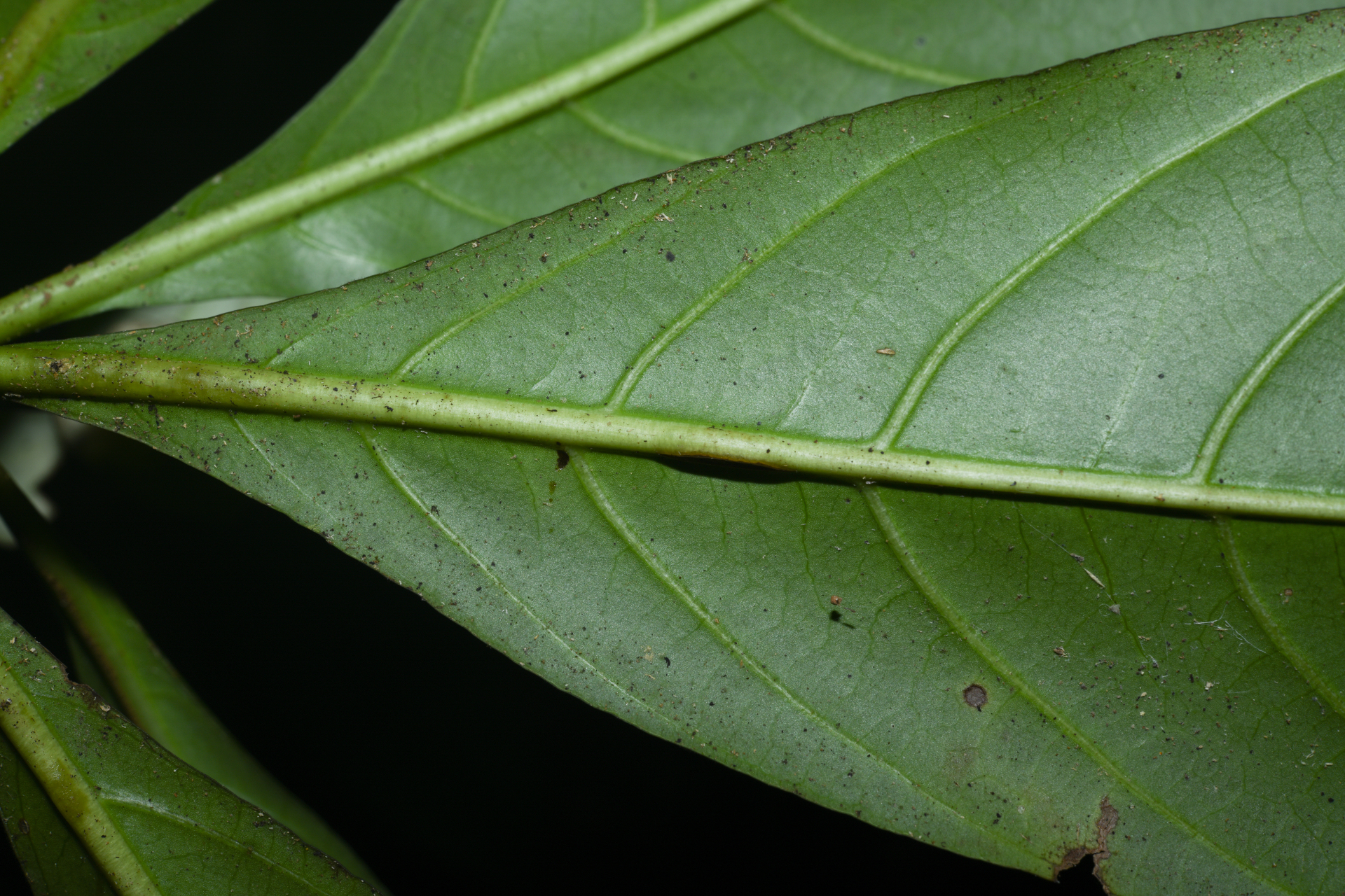 Carapichea galbaoensis (Steyerm.) O.Lachenaud & Delprete - Photo Bivouac Naturaliste