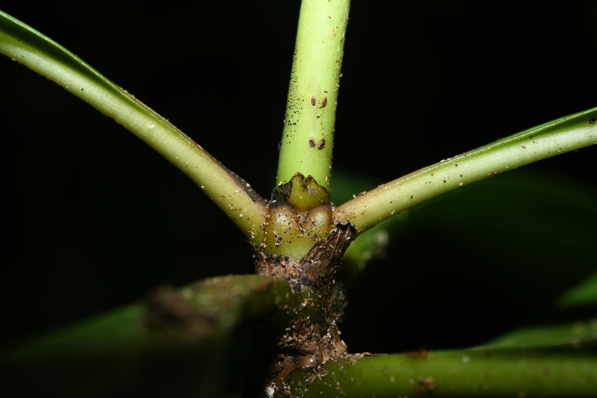 Carapichea galbaoensis (Steyerm.) O.Lachenaud & Delprete - Photo Bivouac Naturaliste