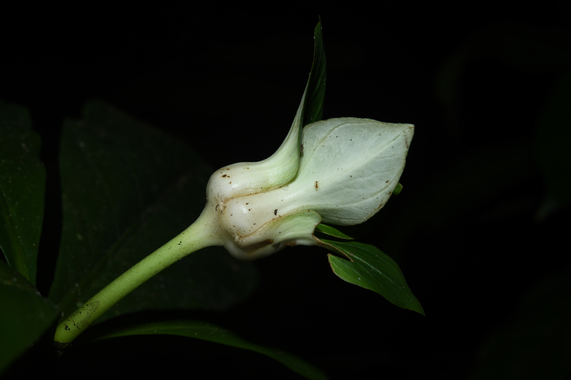 Carapichea galbaoensis (Steyerm.) O.Lachenaud & Delprete - Photo Bivouac Naturaliste