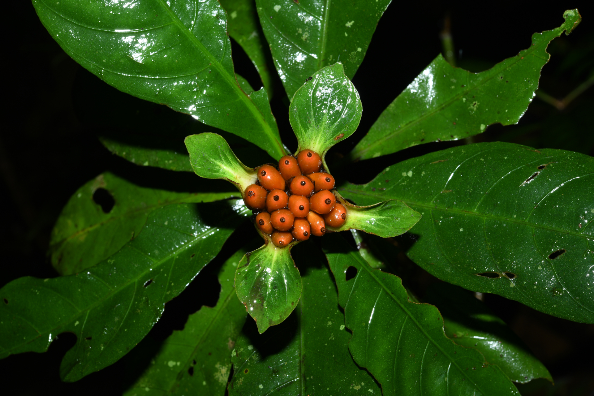 Carapichea galbaoensis (Steyerm.) O.Lachenaud & Delprete - Photo Bivouac Naturaliste