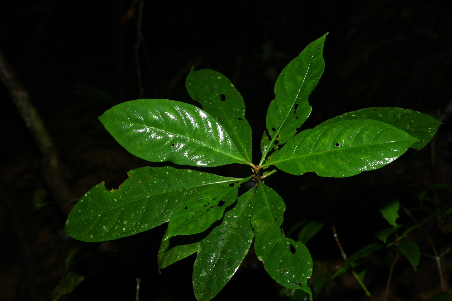 Carapichea galbaoensis (Steyerm.) O.Lachenaud & Delprete - Photo Bivouac Naturaliste
