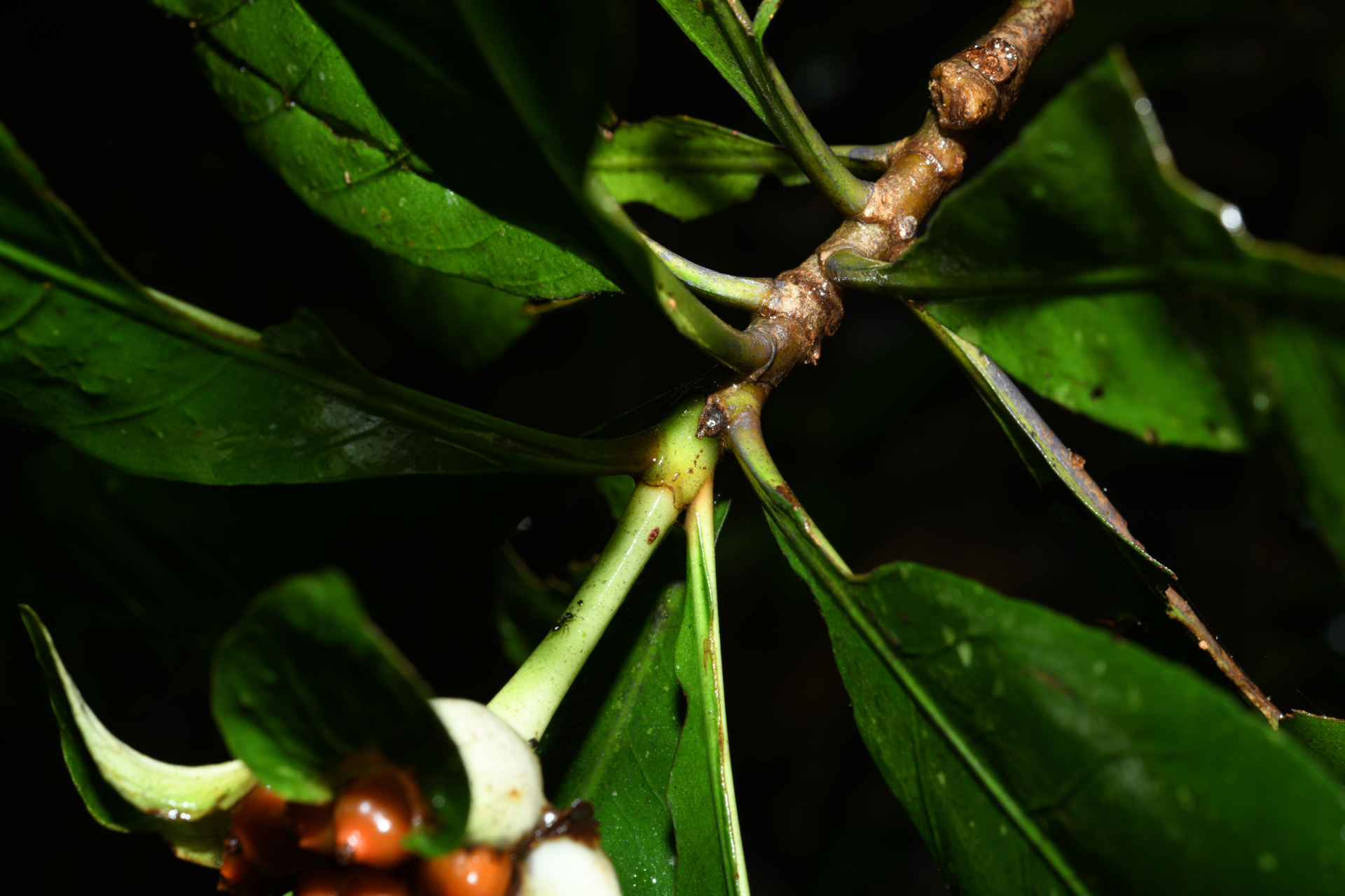 Carapichea galbaoensis (Steyerm.) O.Lachenaud & Delprete - Photo Bivouac Naturaliste