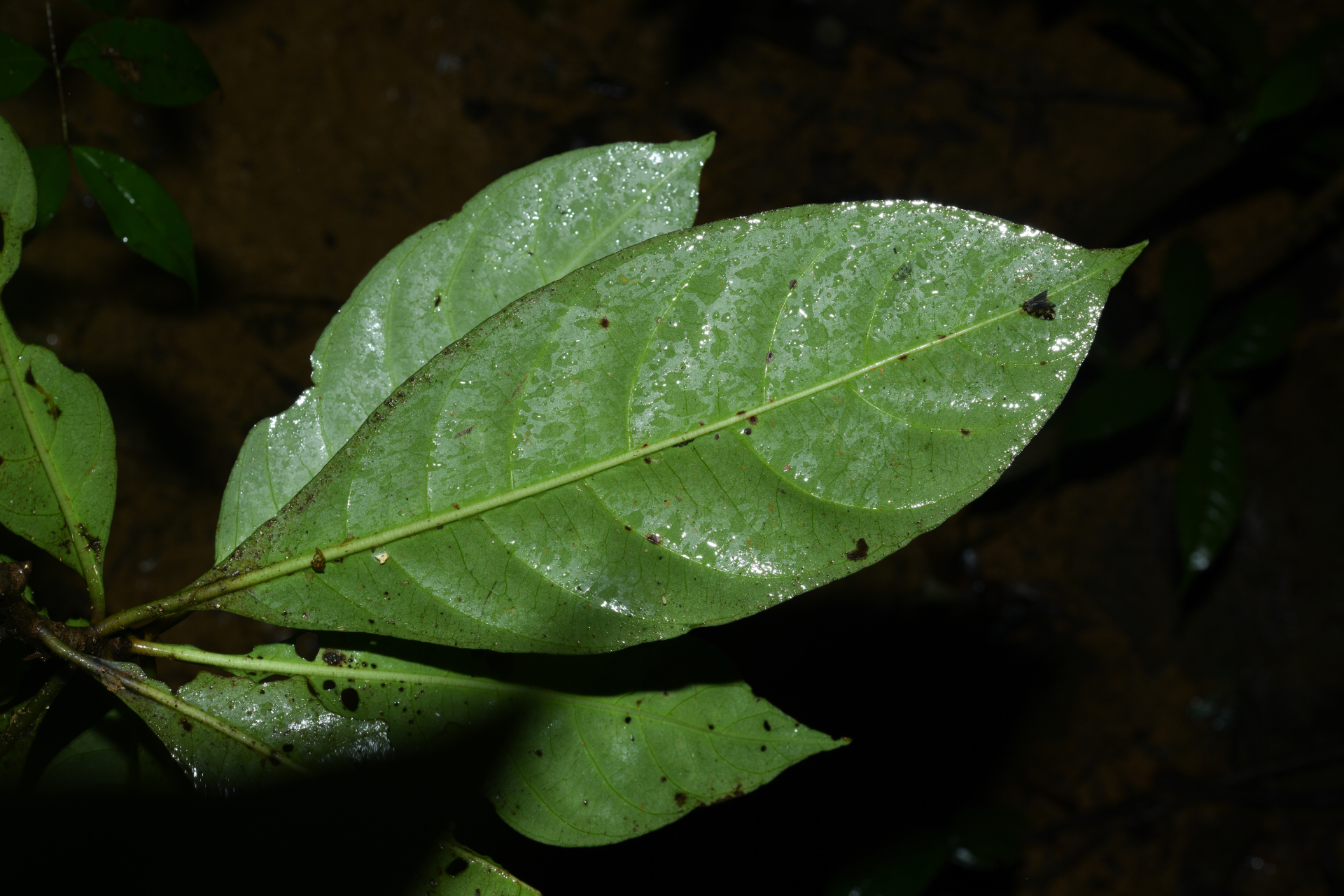 Carapichea galbaoensis (Steyerm.) O.Lachenaud & Delprete - Photo Bivouac Naturaliste