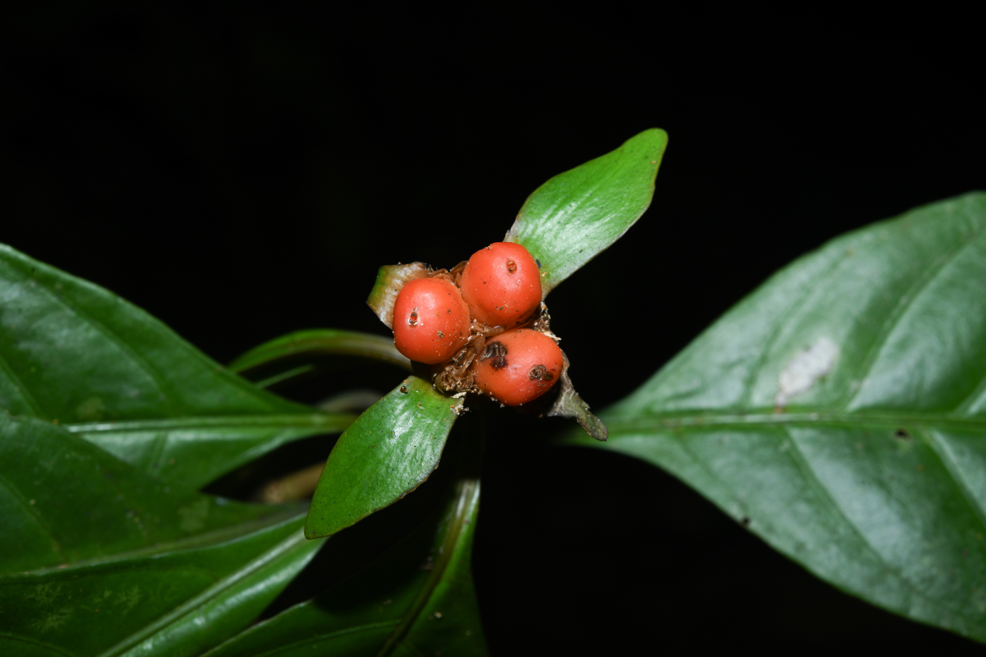 Carapichea galbaoensis (Steyerm.) O.Lachenaud & Delprete - Photo Bivouac Naturaliste