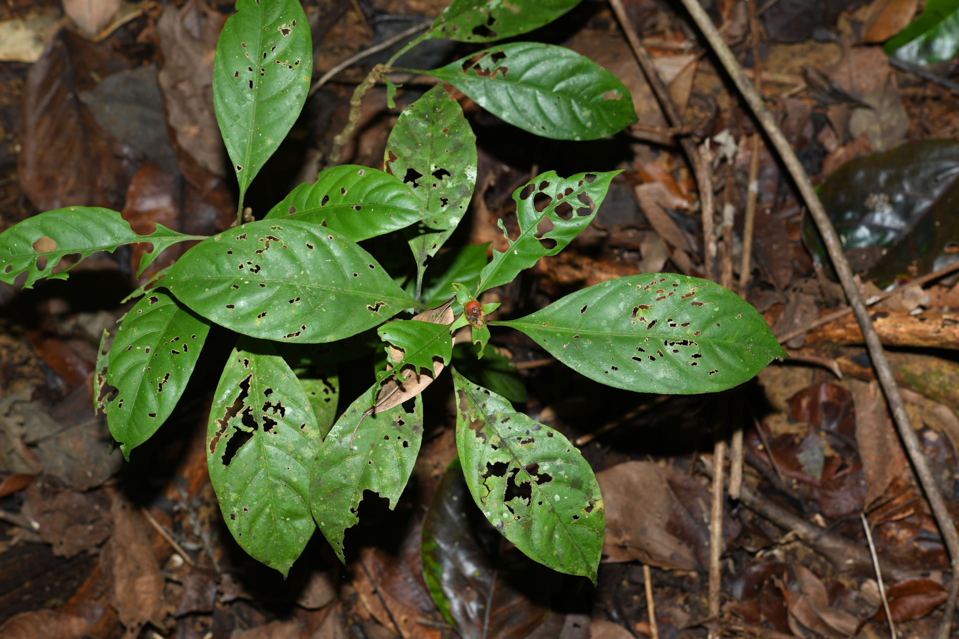 Carapichea galbaoensis (Steyerm.) O.Lachenaud & Delprete - Photo Bivouac Naturaliste