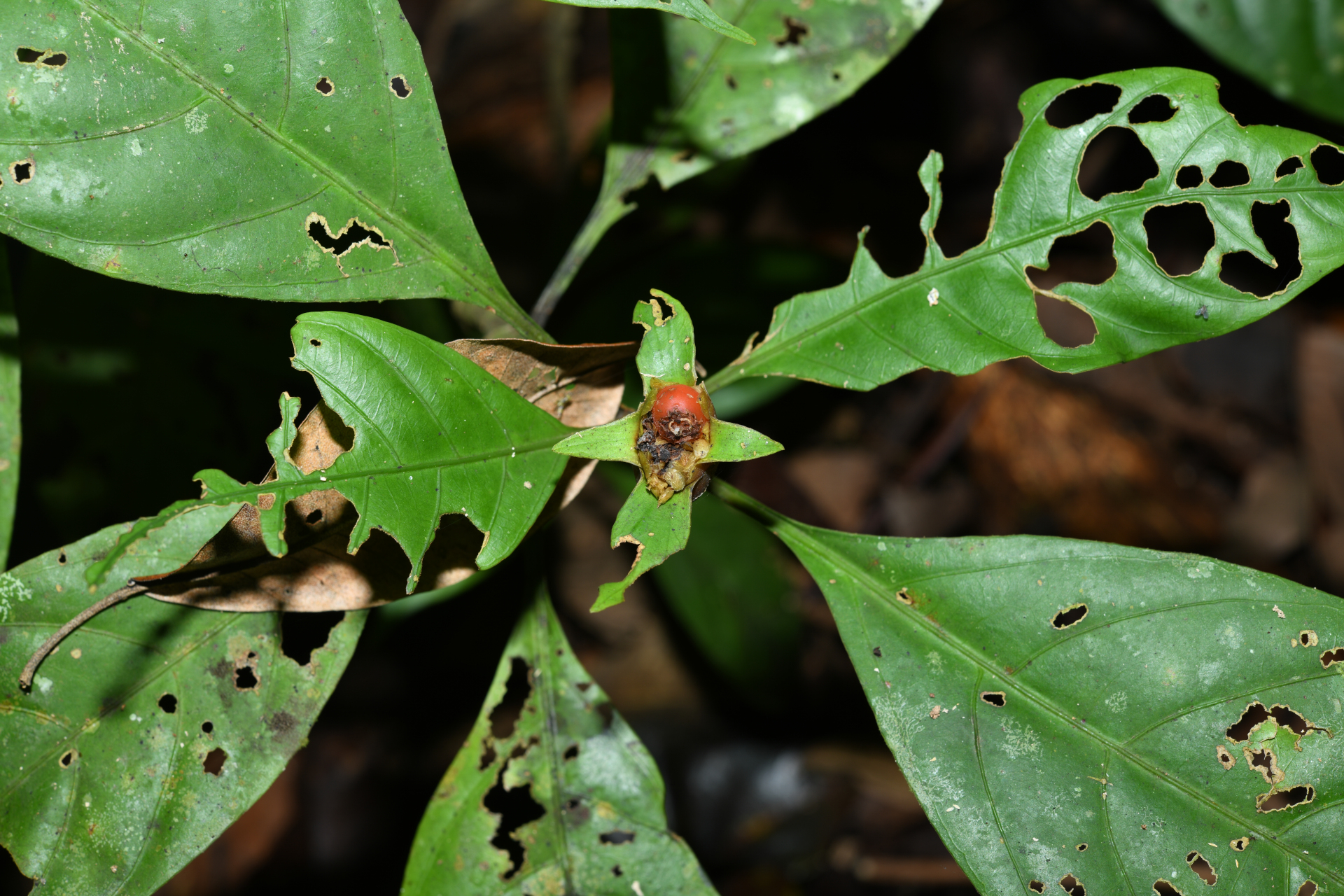 Carapichea galbaoensis (Steyerm.) O.Lachenaud & Delprete - Photo Bivouac Naturaliste