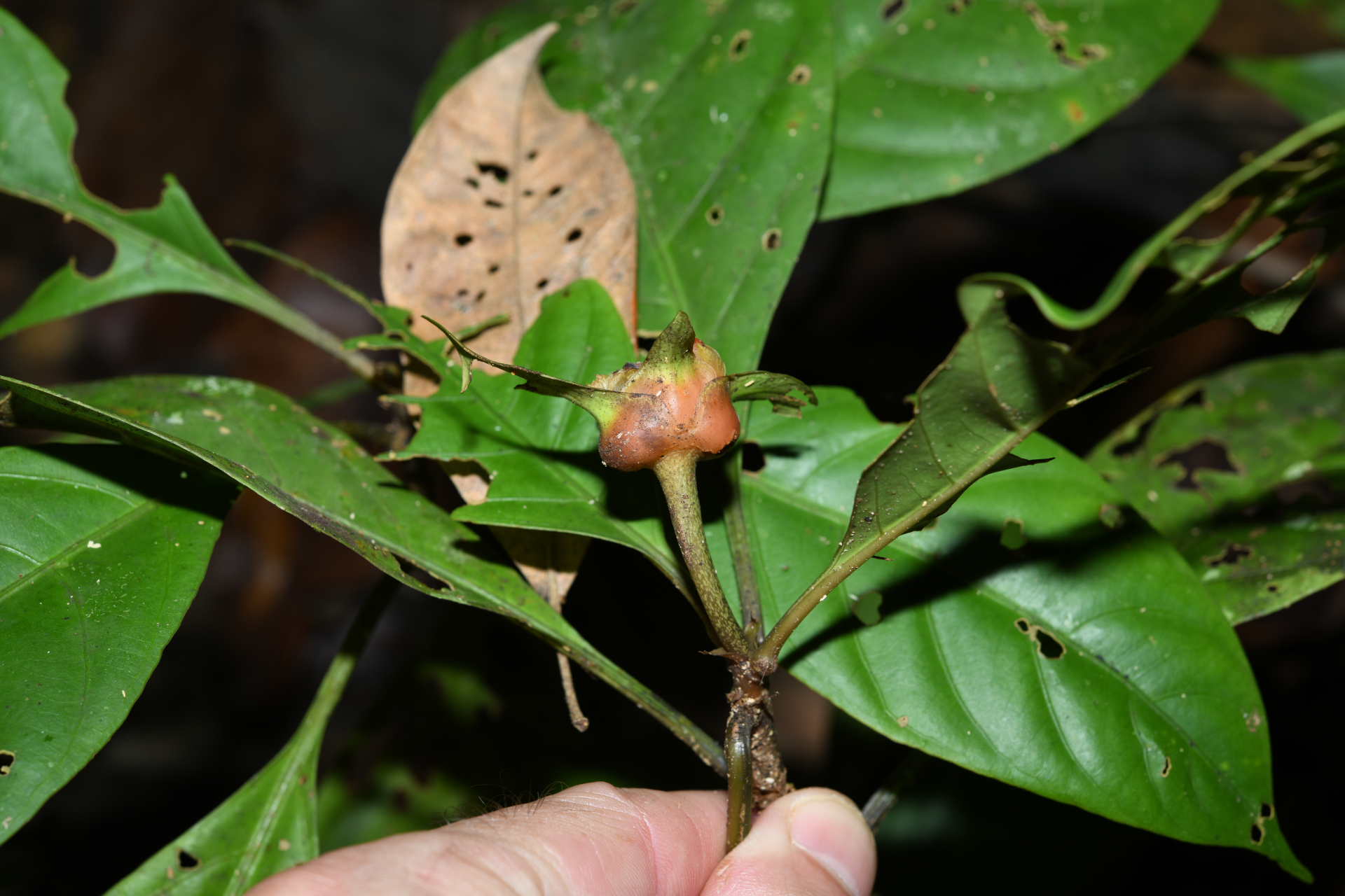 Carapichea galbaoensis (Steyerm.) O.Lachenaud & Delprete - Photo Bivouac Naturaliste