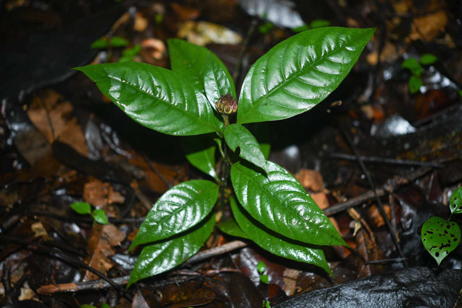 Palicourea glabra (Aubl.) Delprete & J.H.Kirkbr. - Photo Bivouac Naturaliste