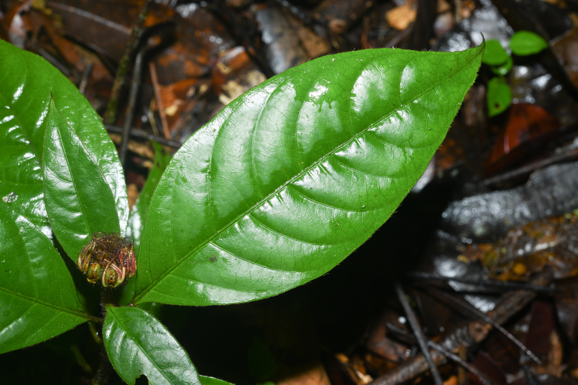 Palicourea glabra (Aubl.) Delprete & J.H.Kirkbr. - Photo Bivouac Naturaliste