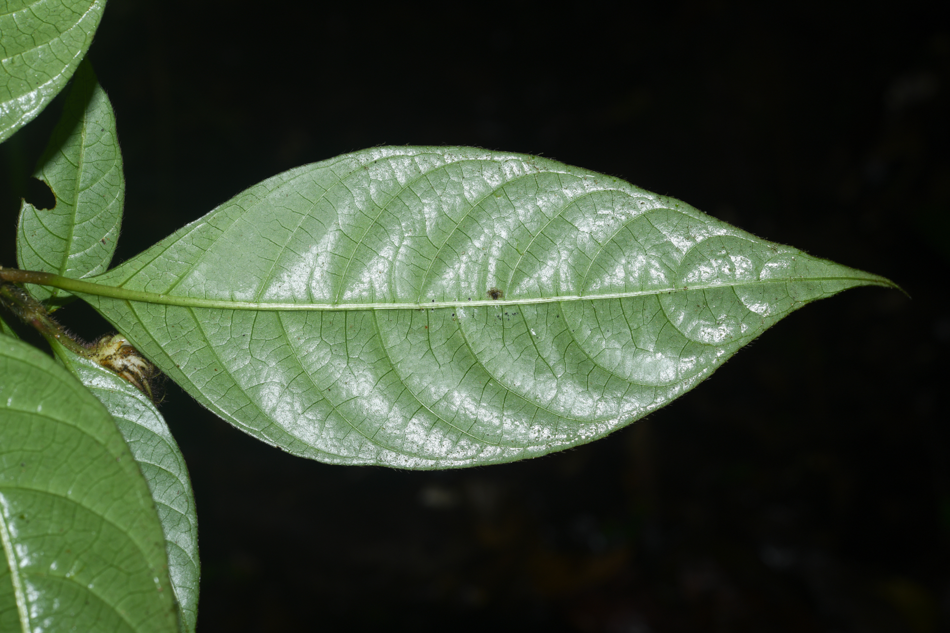 Palicourea glabra (Aubl.) Delprete & J.H.Kirkbr. - Photo Bivouac Naturaliste