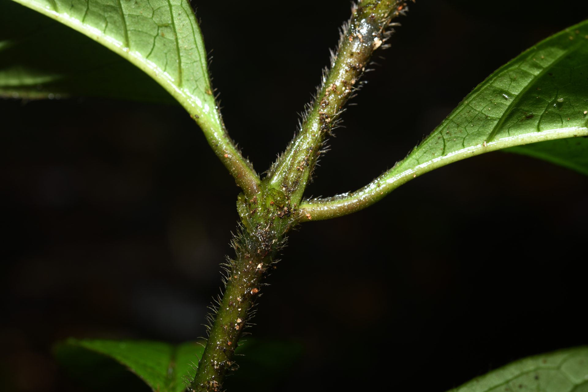 Palicourea glabra (Aubl.) Delprete & J.H.Kirkbr. - Photo Bivouac Naturaliste