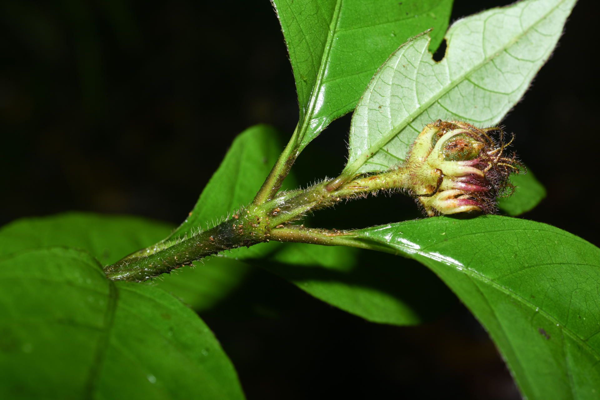 Palicourea glabra (Aubl.) Delprete & J.H.Kirkbr. - Photo Bivouac Naturaliste