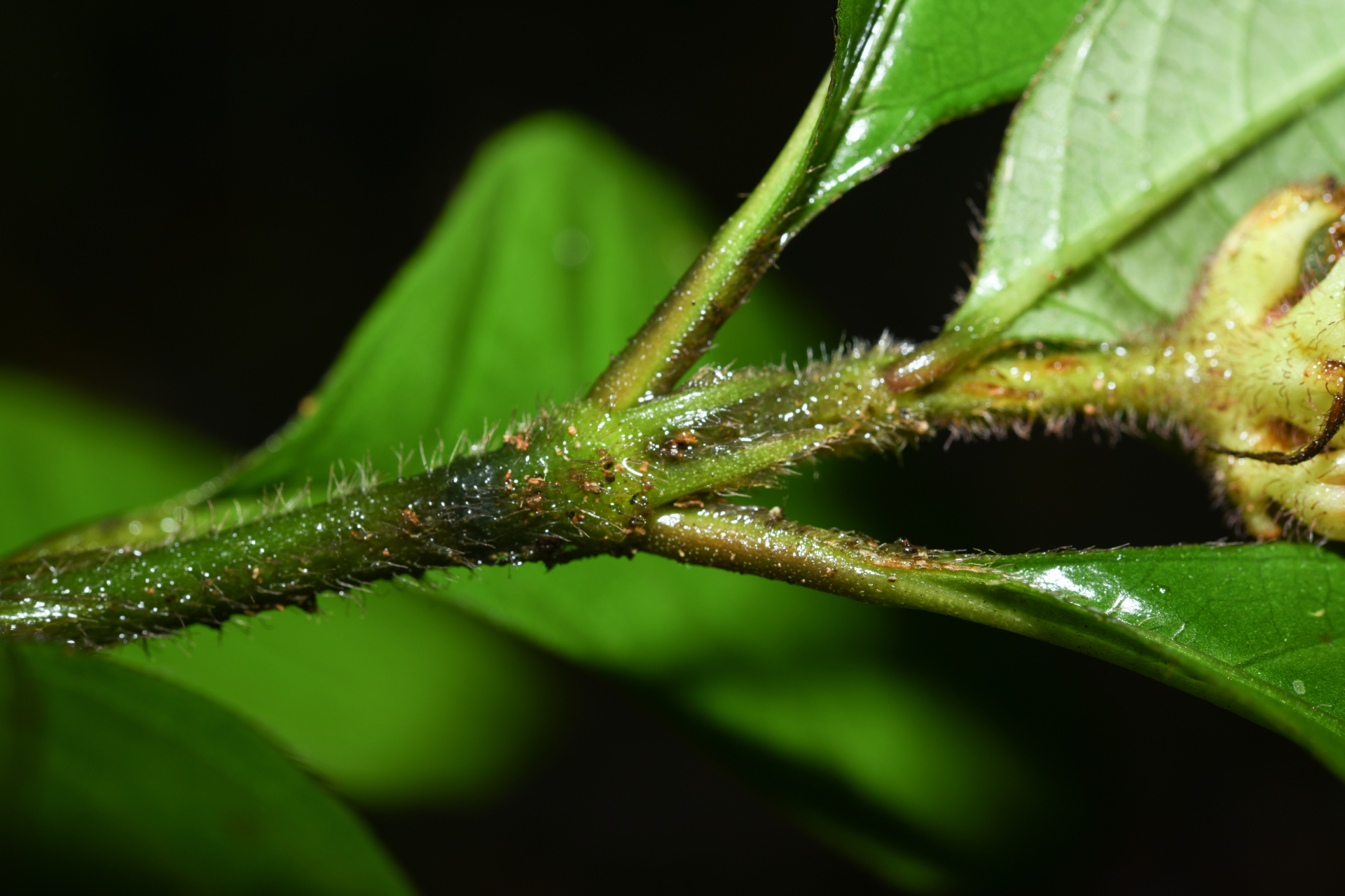 Palicourea glabra (Aubl.) Delprete & J.H.Kirkbr. - Photo Bivouac Naturaliste