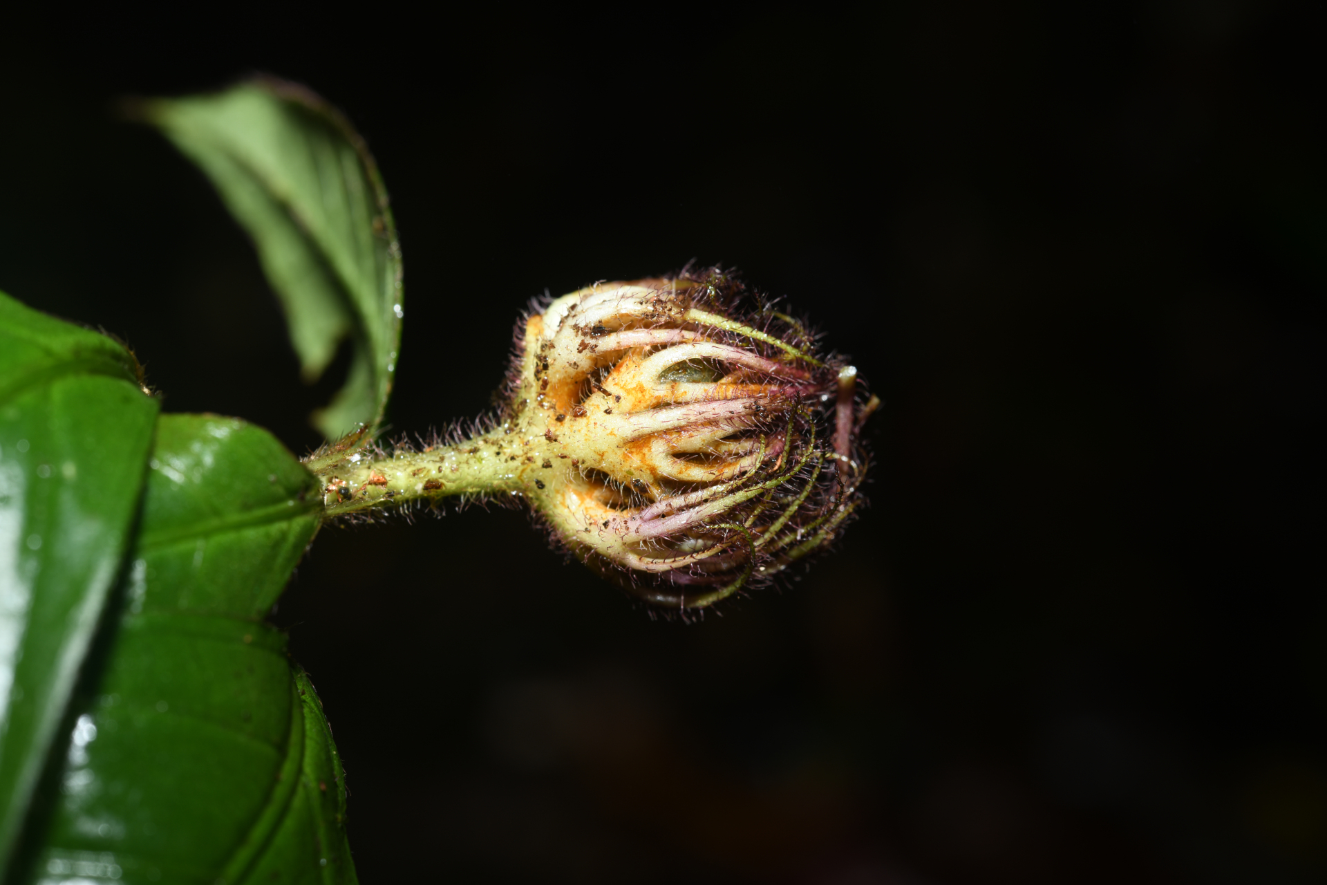 Palicourea glabra (Aubl.) Delprete & J.H.Kirkbr. - Photo Bivouac Naturaliste