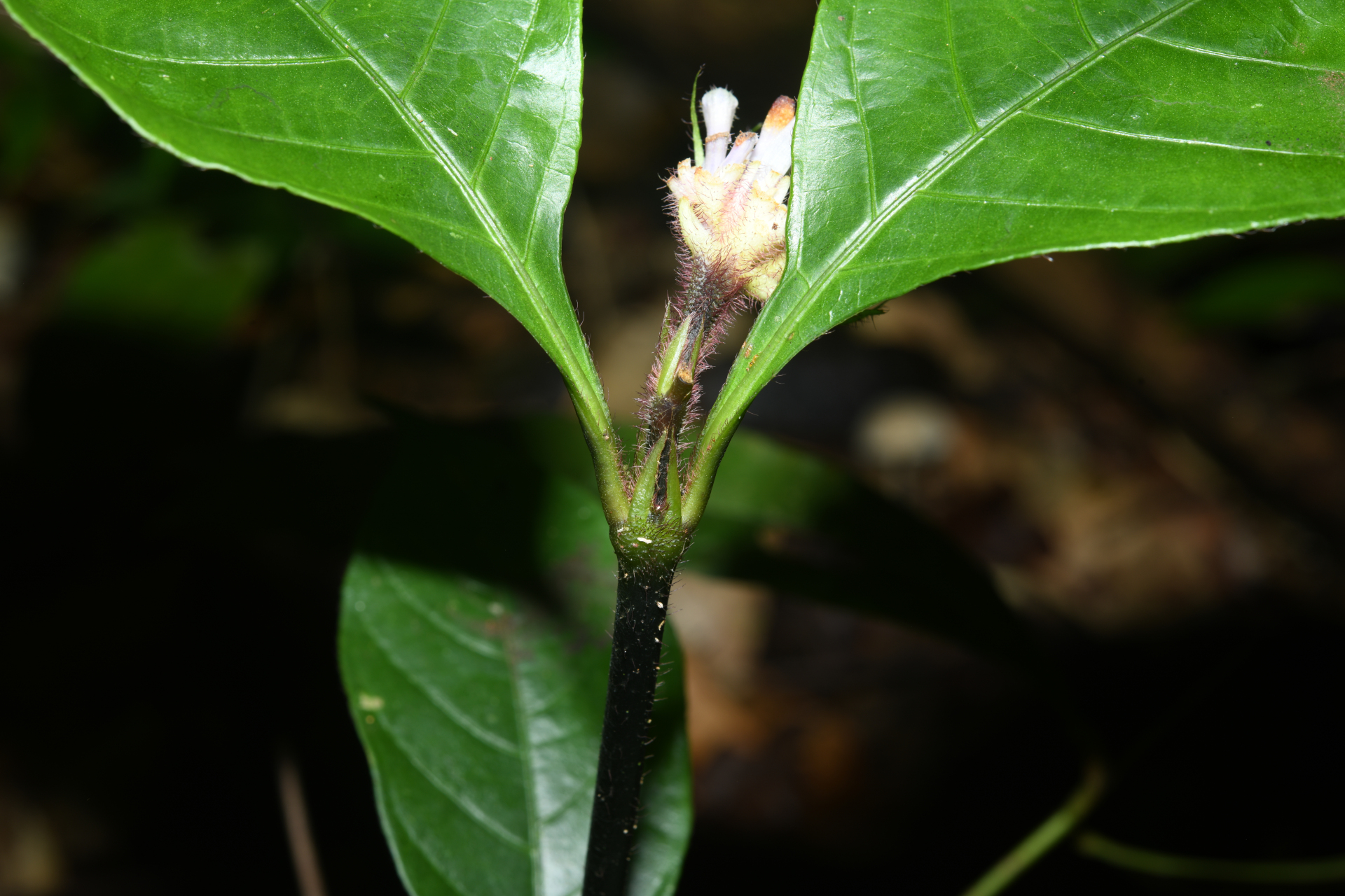 Palicourea glabra (Aubl.) Delprete & J.H.Kirkbr. - Photo Bivouac Naturaliste