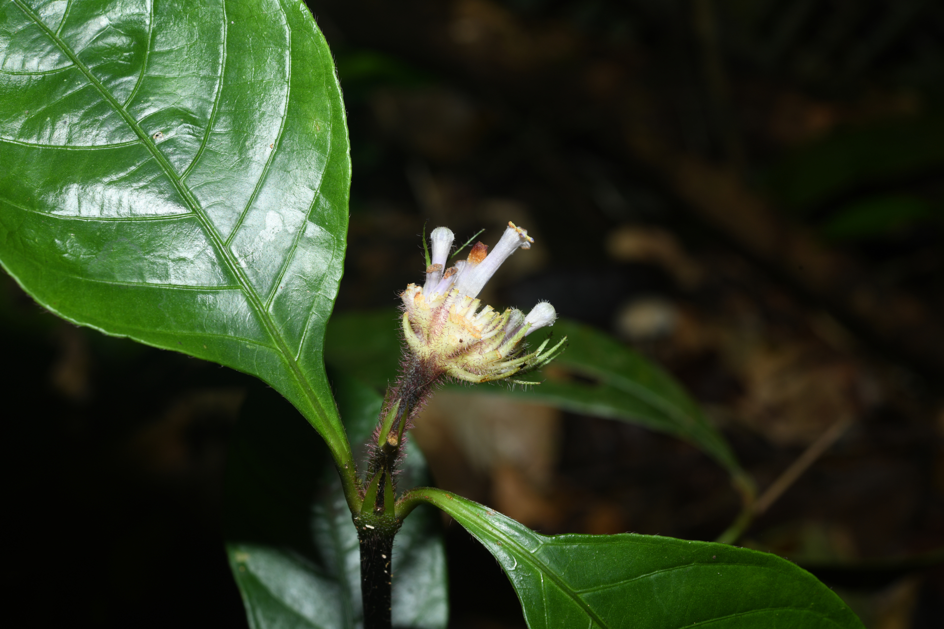 Palicourea glabra (Aubl.) Delprete & J.H.Kirkbr. - Photo Bivouac Naturaliste