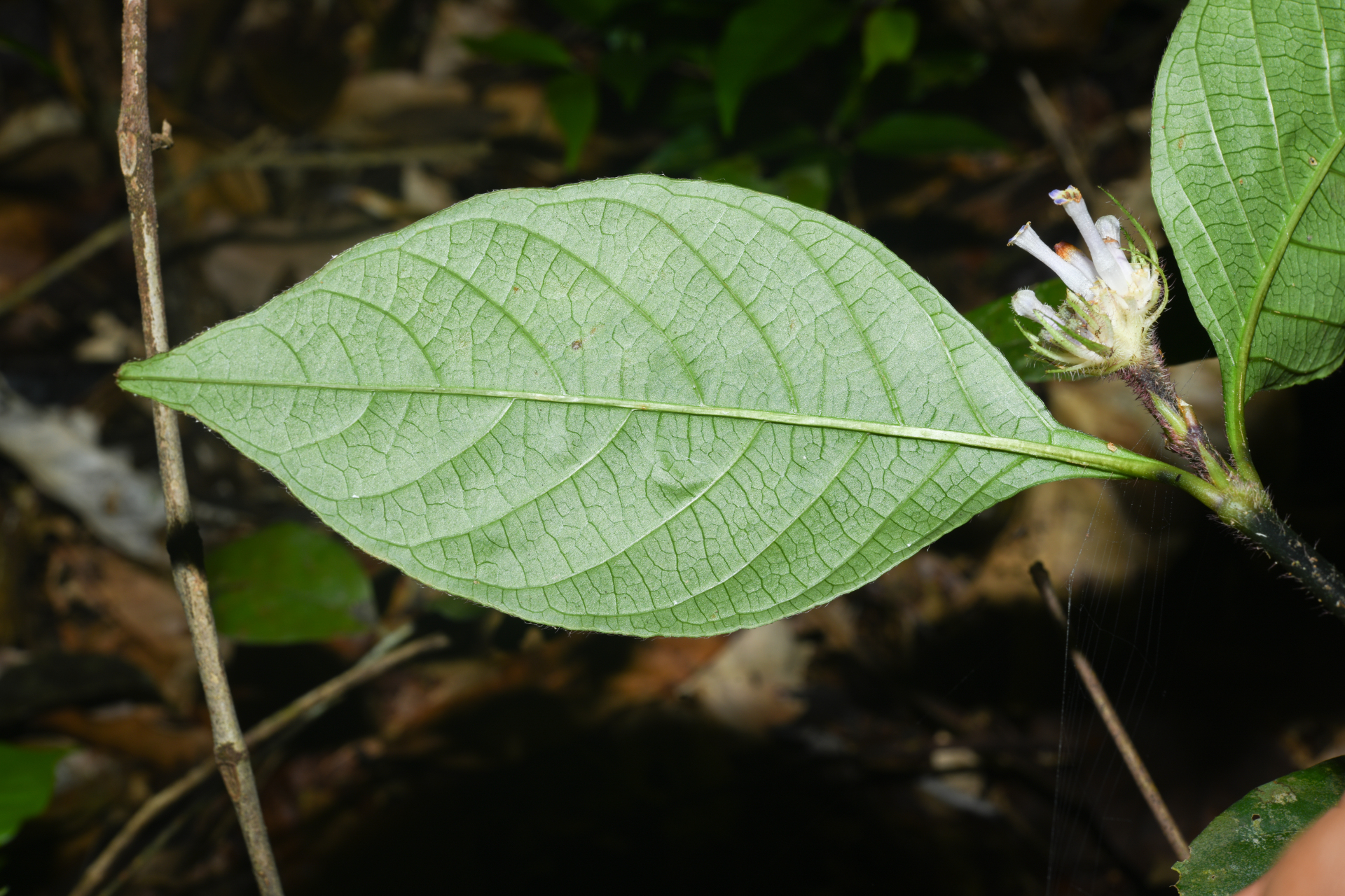 Palicourea glabra (Aubl.) Delprete & J.H.Kirkbr. - Photo Bivouac Naturaliste