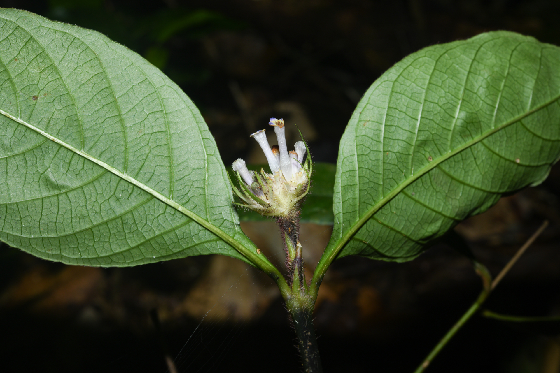 Palicourea glabra (Aubl.) Delprete & J.H.Kirkbr. - Photo Bivouac Naturaliste
