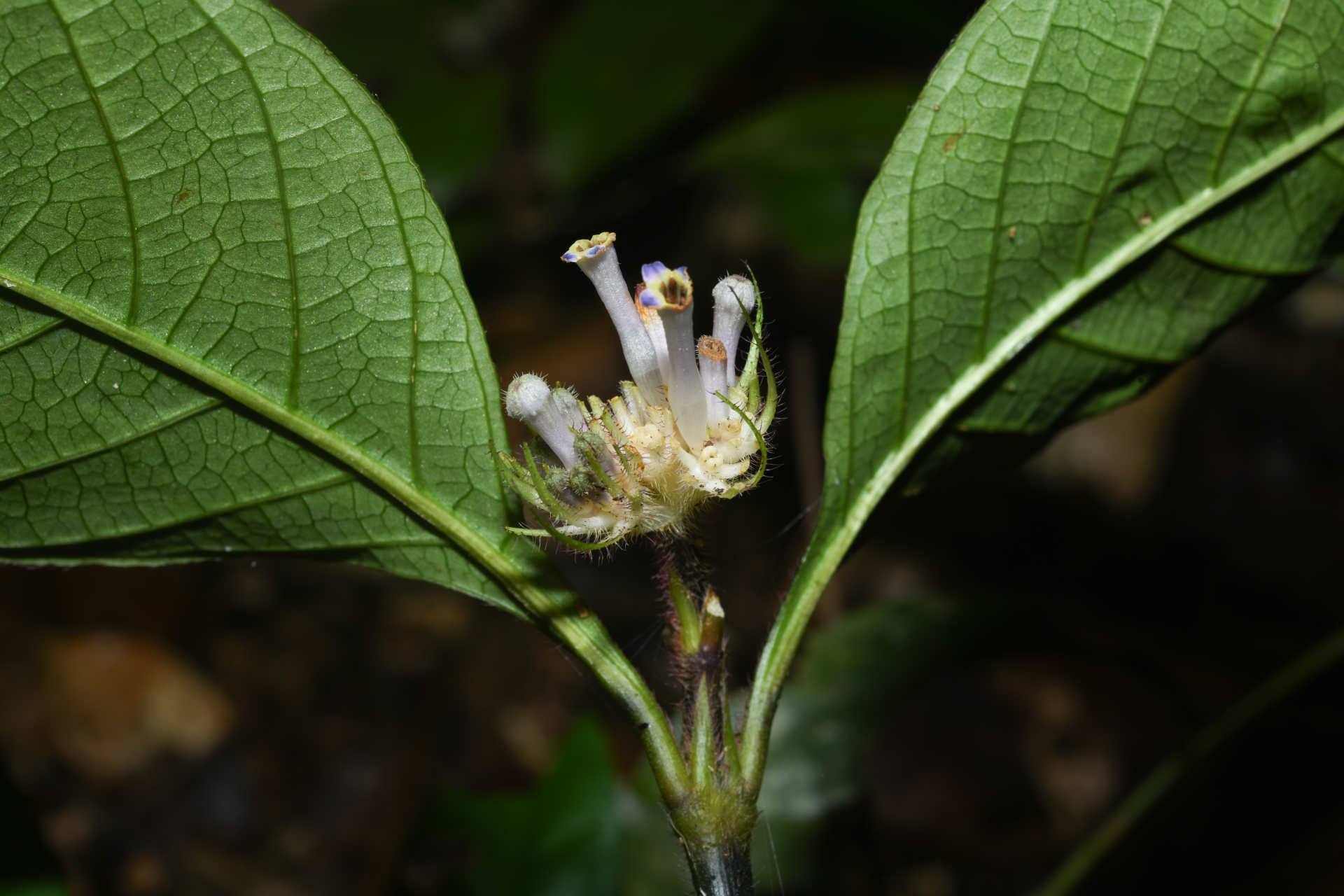 Palicourea glabra (Aubl.) Delprete & J.H.Kirkbr. - Photo Bivouac Naturaliste