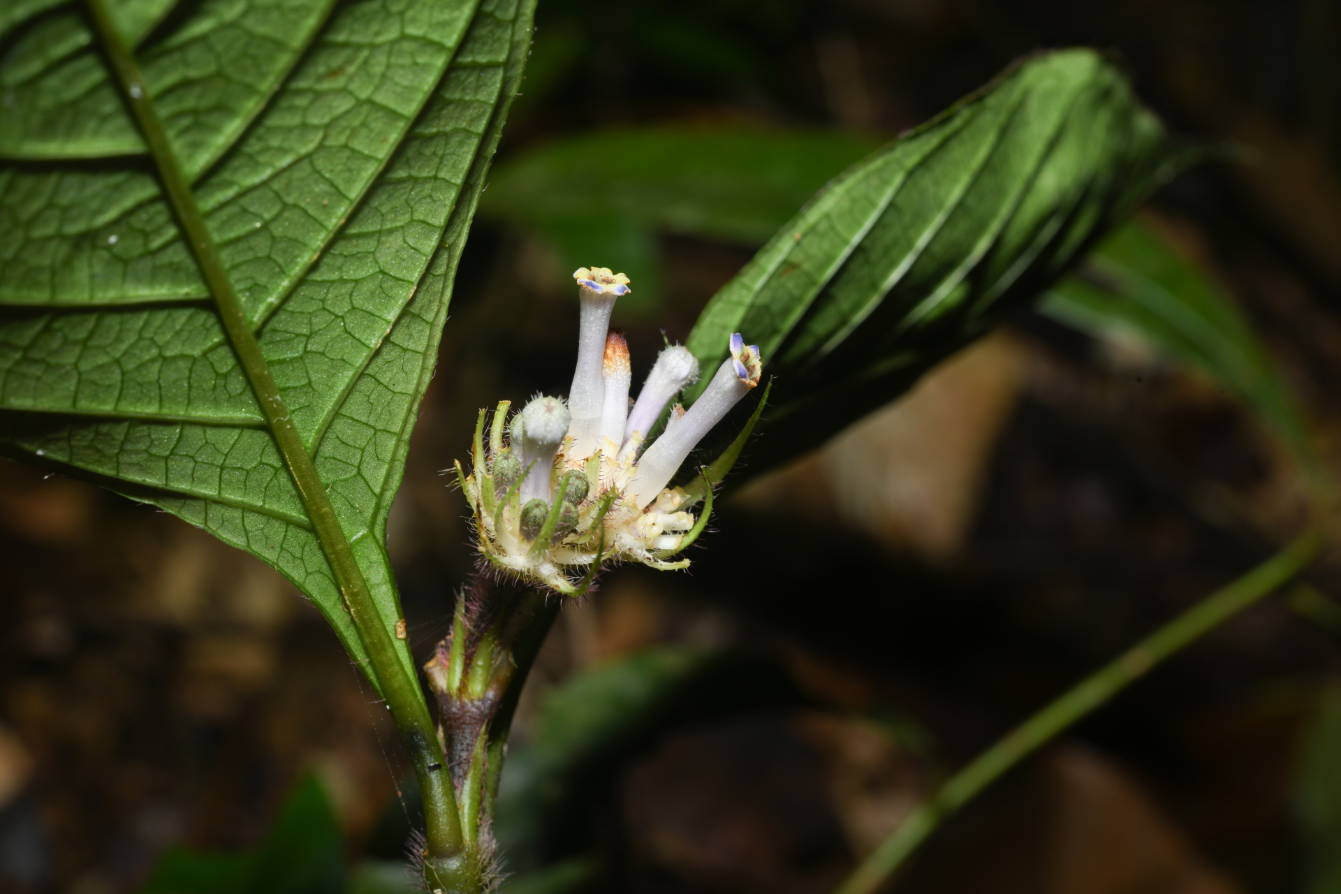 Palicourea glabra (Aubl.) Delprete & J.H.Kirkbr. - Photo Bivouac Naturaliste