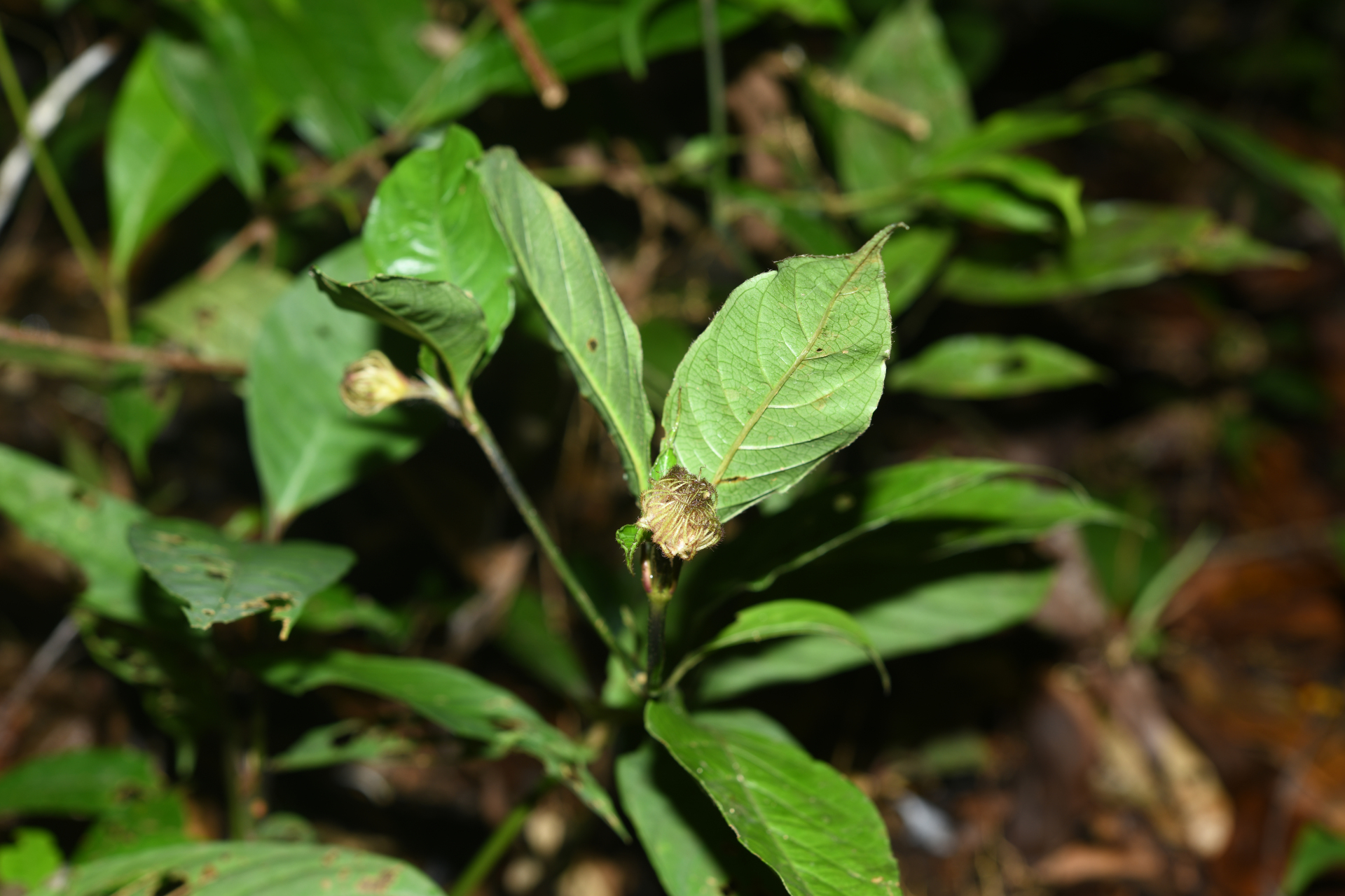 Palicourea glabra (Aubl.) Delprete & J.H.Kirkbr. - Photo Bivouac Naturaliste