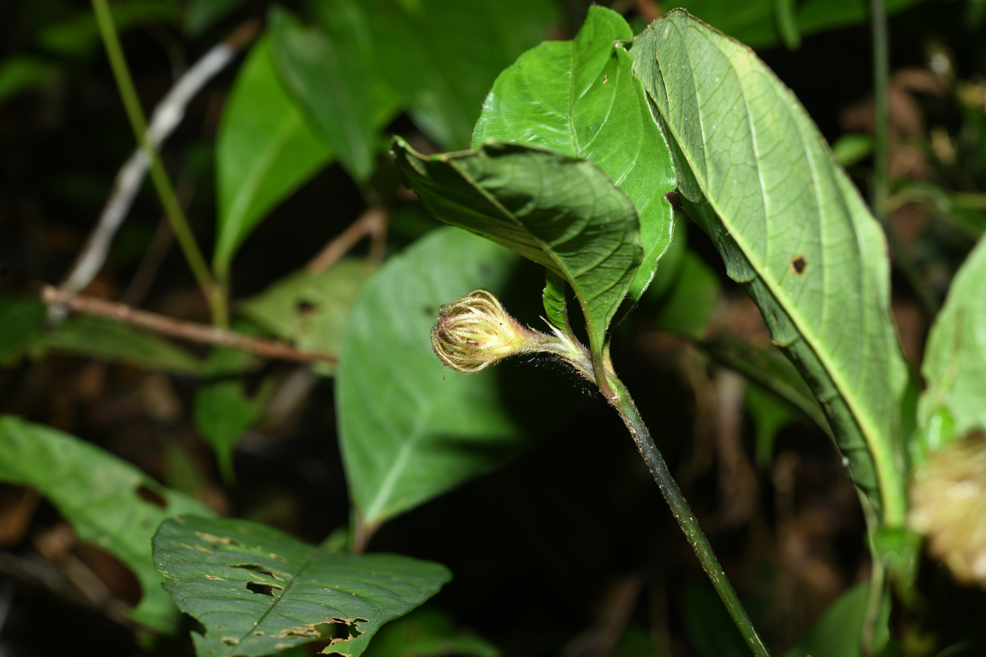 Palicourea glabra (Aubl.) Delprete & J.H.Kirkbr. - Photo Bivouac Naturaliste