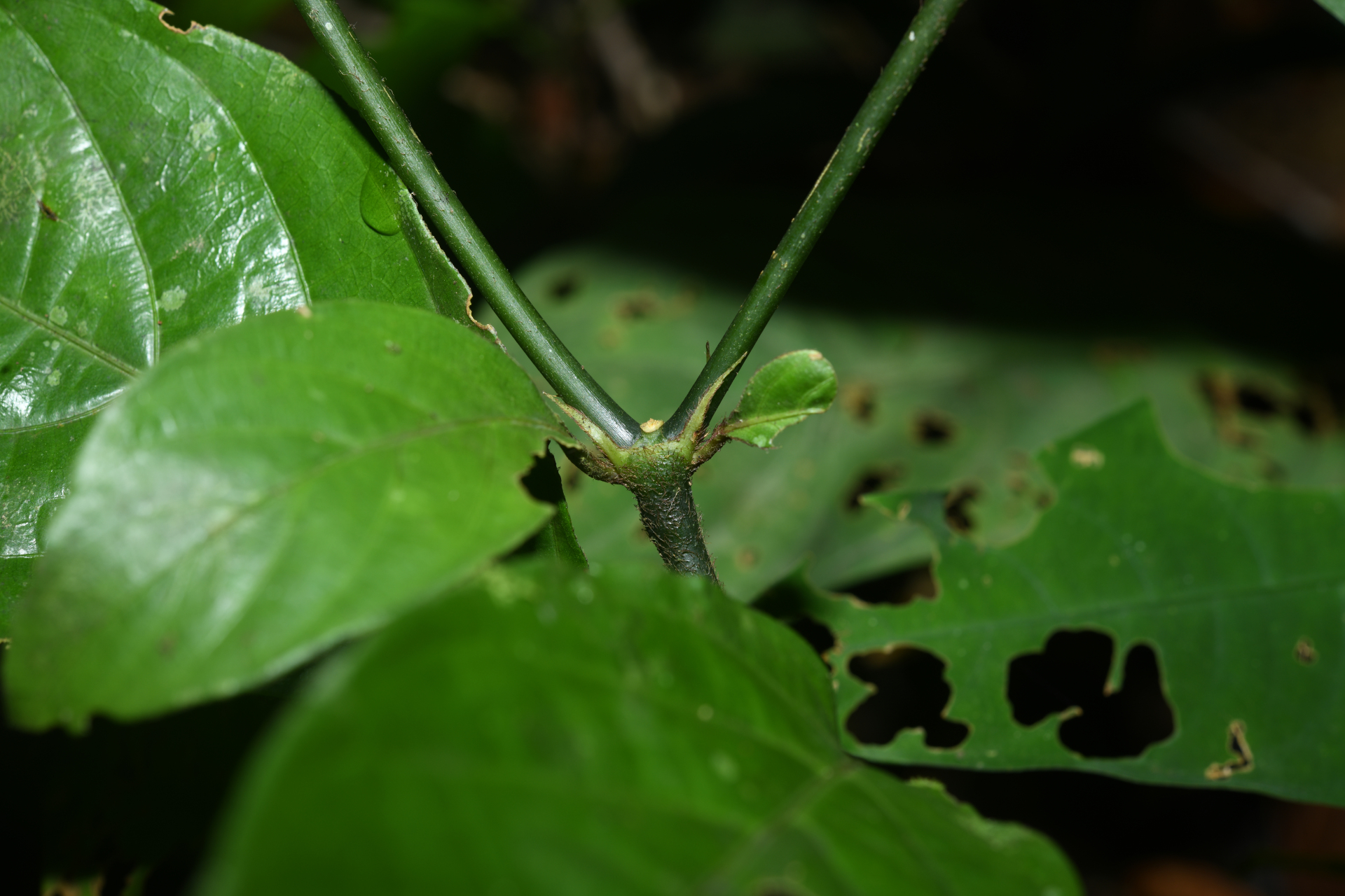 Palicourea glabra (Aubl.) Delprete & J.H.Kirkbr. - Photo Bivouac Naturaliste