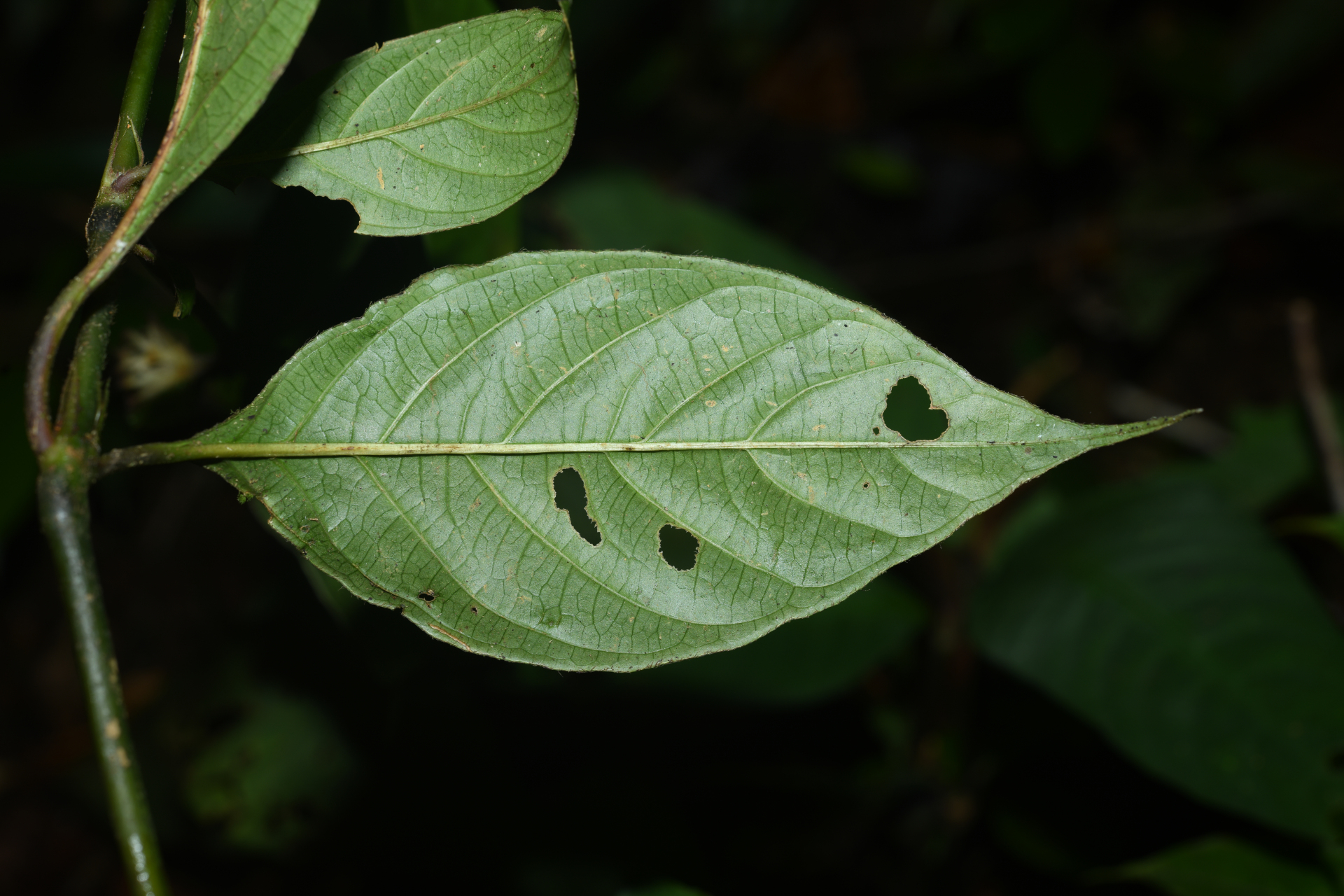 Palicourea glabra (Aubl.) Delprete & J.H.Kirkbr. - Photo Bivouac Naturaliste