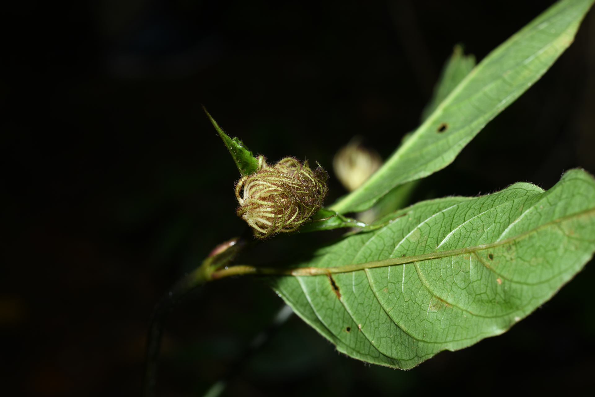 Palicourea glabra (Aubl.) Delprete & J.H.Kirkbr. - Photo Bivouac Naturaliste
