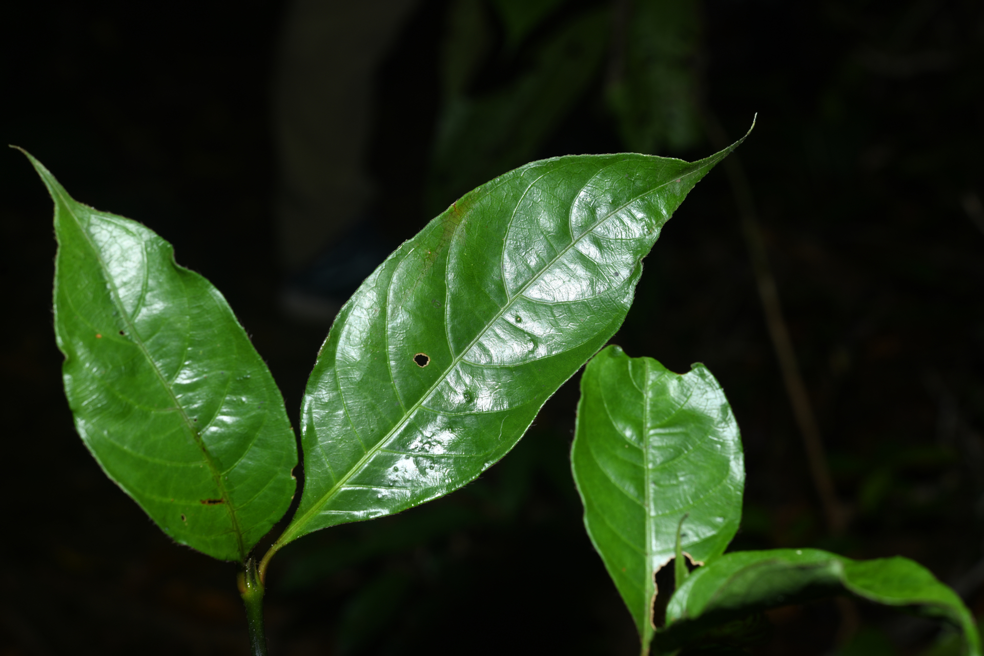 Palicourea glabra (Aubl.) Delprete & J.H.Kirkbr. - Photo Bivouac Naturaliste