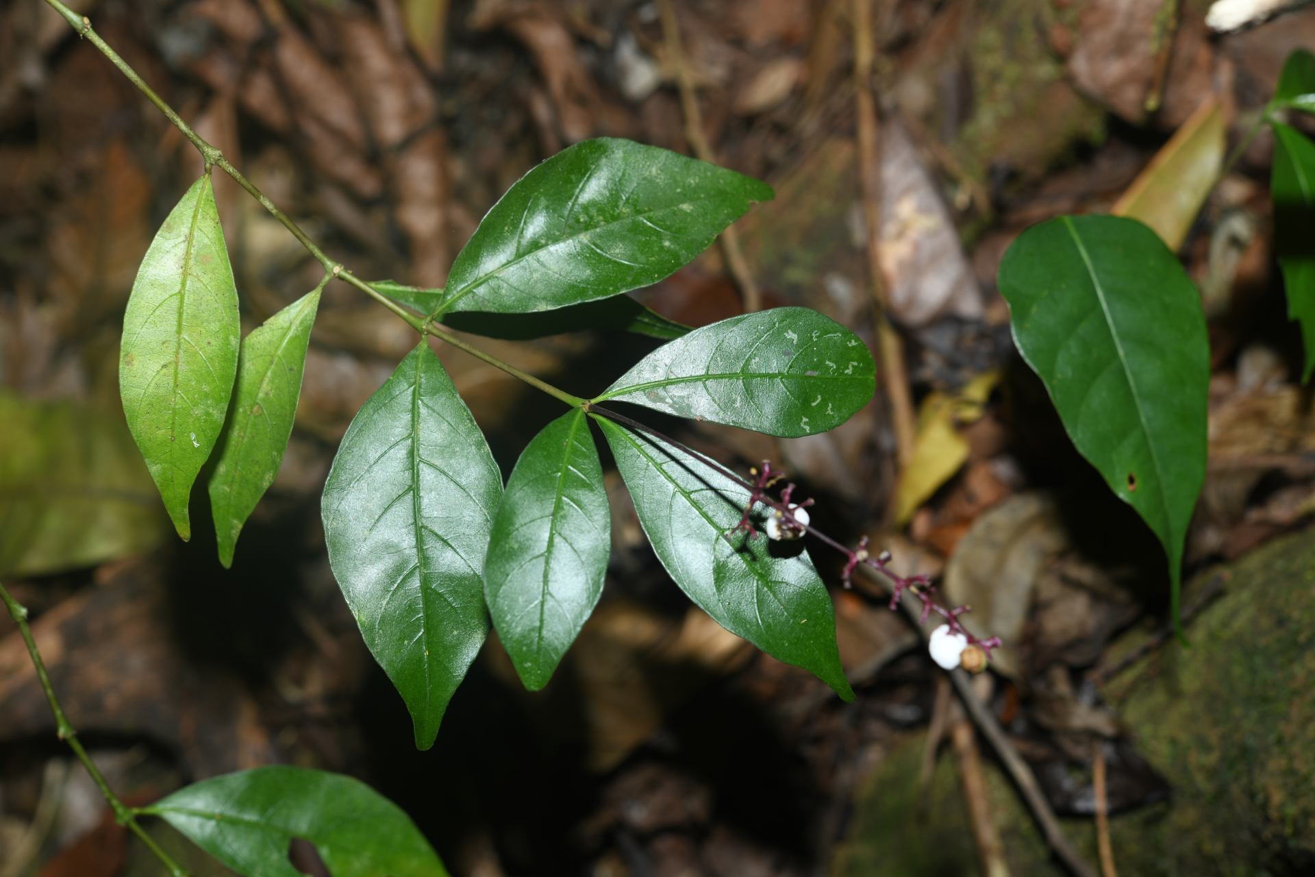 Palicourea pullei (Bremek.) Borhidi - Photo Bivouac Naturaliste
