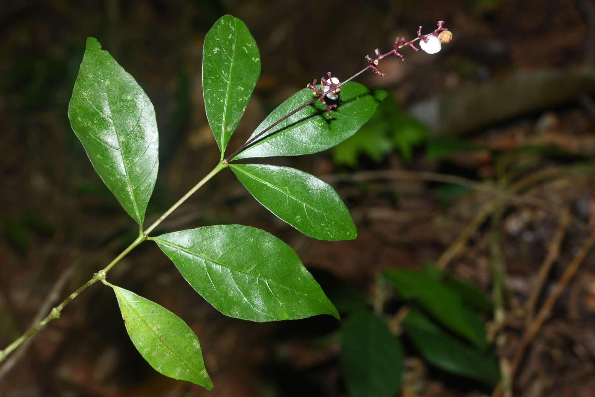 Palicourea pullei (Bremek.) Borhidi - Photo Bivouac Naturaliste
