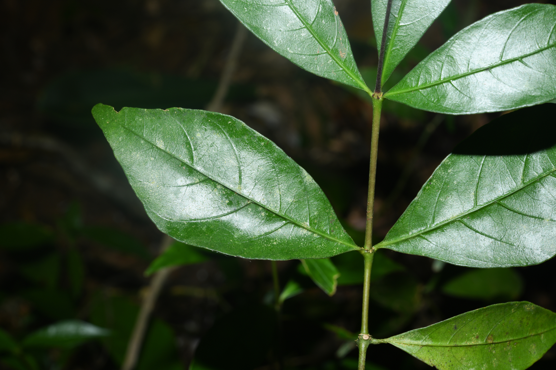 Palicourea pullei (Bremek.) Borhidi - Photo Bivouac Naturaliste