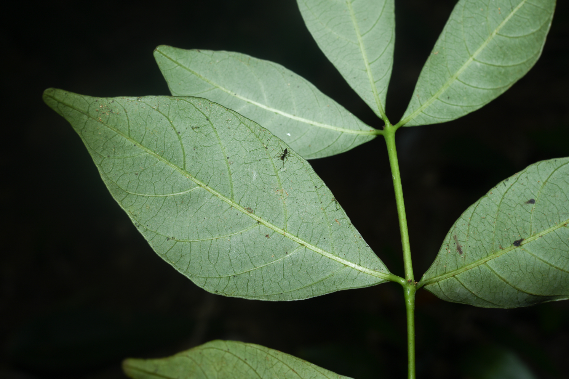 Palicourea pullei (Bremek.) Borhidi - Photo Bivouac Naturaliste