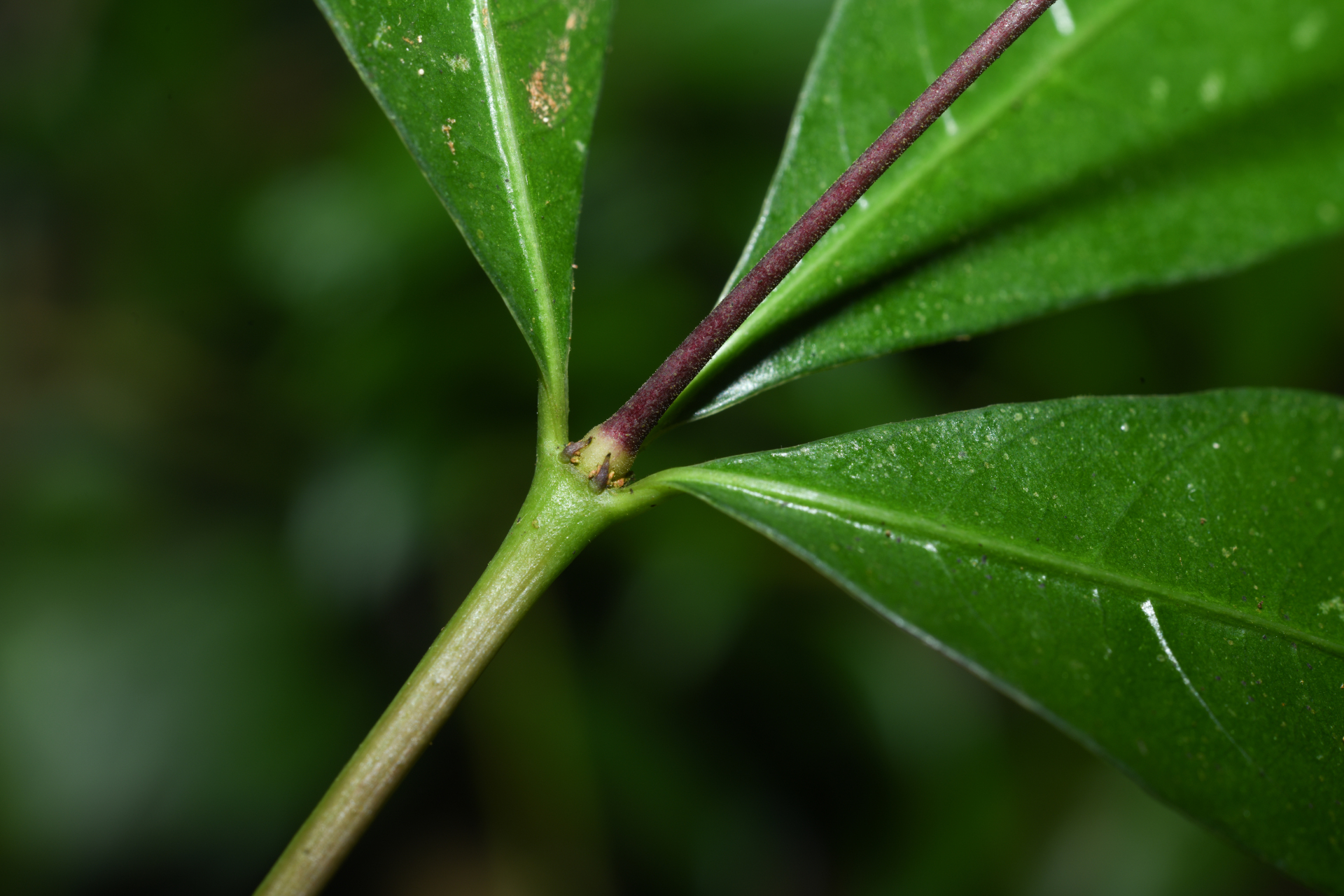 Palicourea pullei (Bremek.) Borhidi - Photo Bivouac Naturaliste